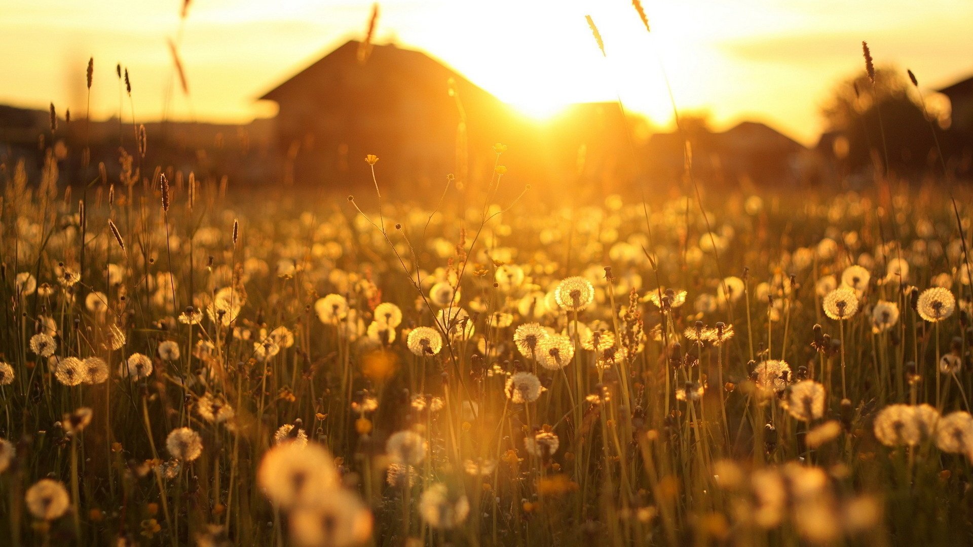 Обои цветы, солнце, лучи, рассвет, дом, домик, одуванчики, flowers, the sun, rays, dawn, house, dandelions разрешение 1920x1200 Загрузить