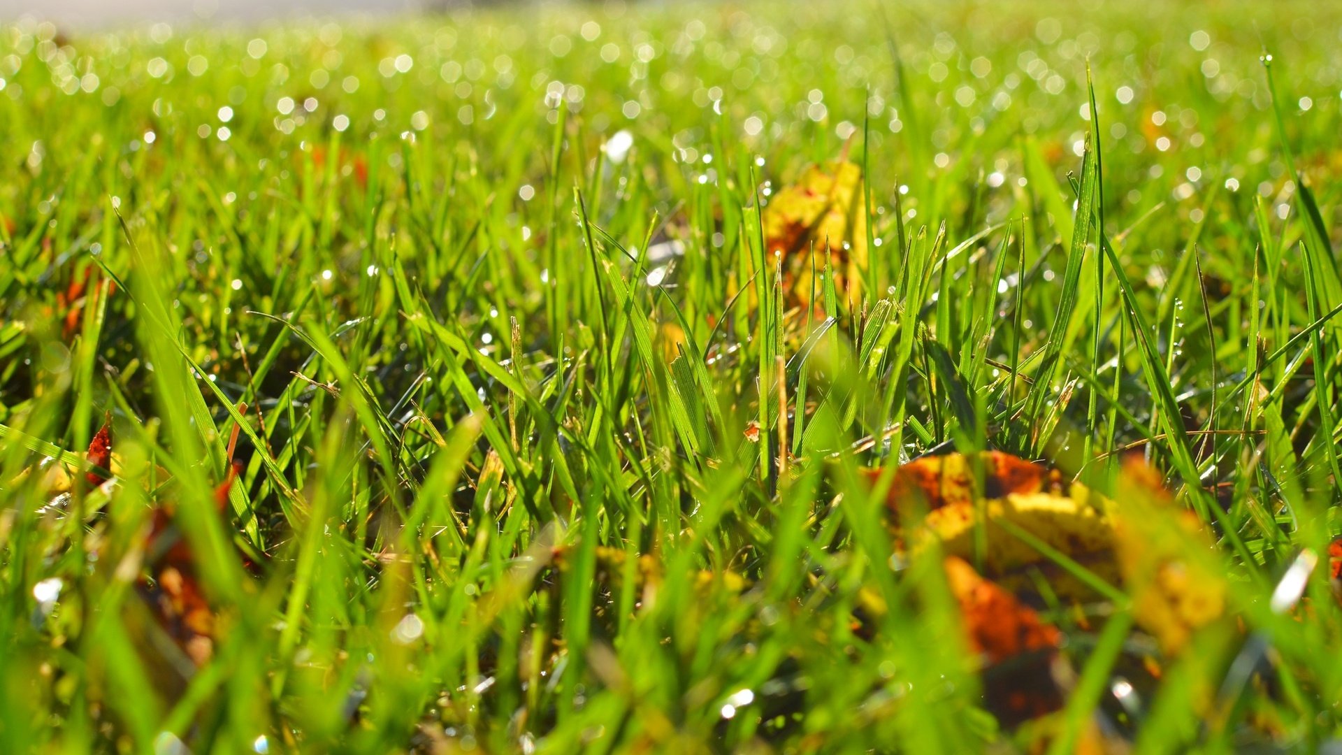 Обои трава, листья, роса, капли, осень, размытость, grass, leaves, rosa, drops, autumn, blur разрешение 2880x1800 Загрузить