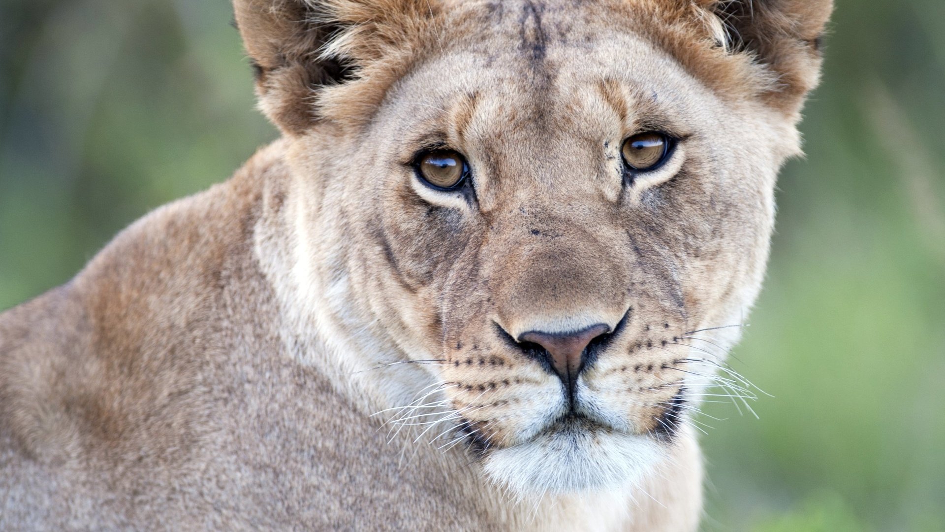 Обои взгляд, хищник, львы, львица, большие кошки, look, predator, lions, lioness, big cats разрешение 2537x2060 Загрузить