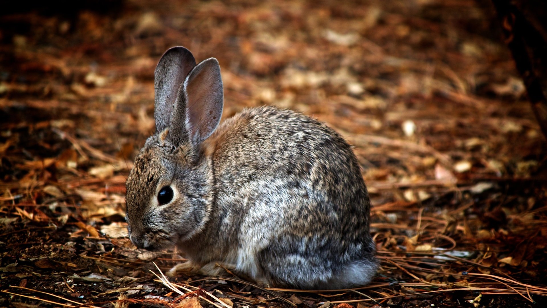 Обои природа, животные, ушки, зайцы, заяц, зайчик, nature, animals, ears, rabbits, hare, bunny разрешение 3600x2400 Загрузить