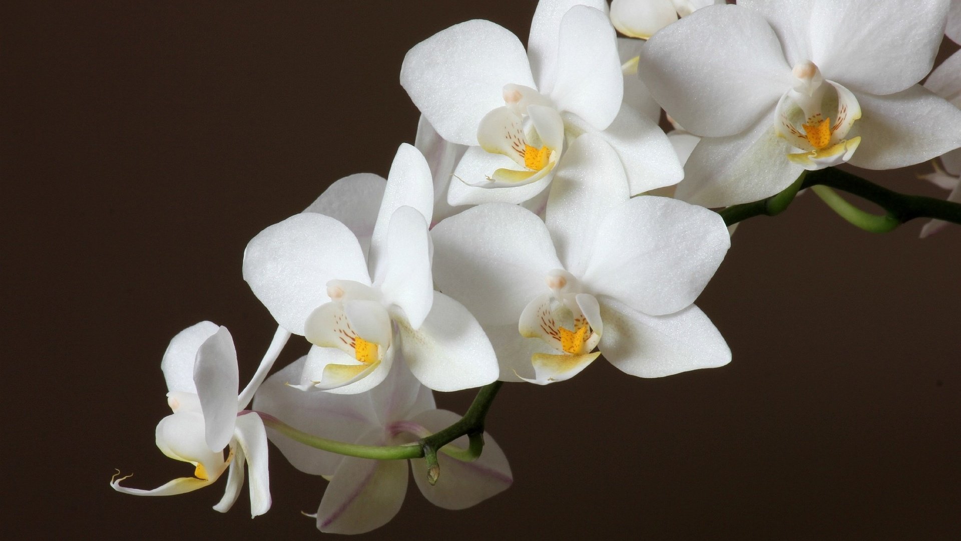 Обои цветы, черный фон, белая, орхидея, flowers, black background, white, orchid разрешение 2048x1366 Загрузить