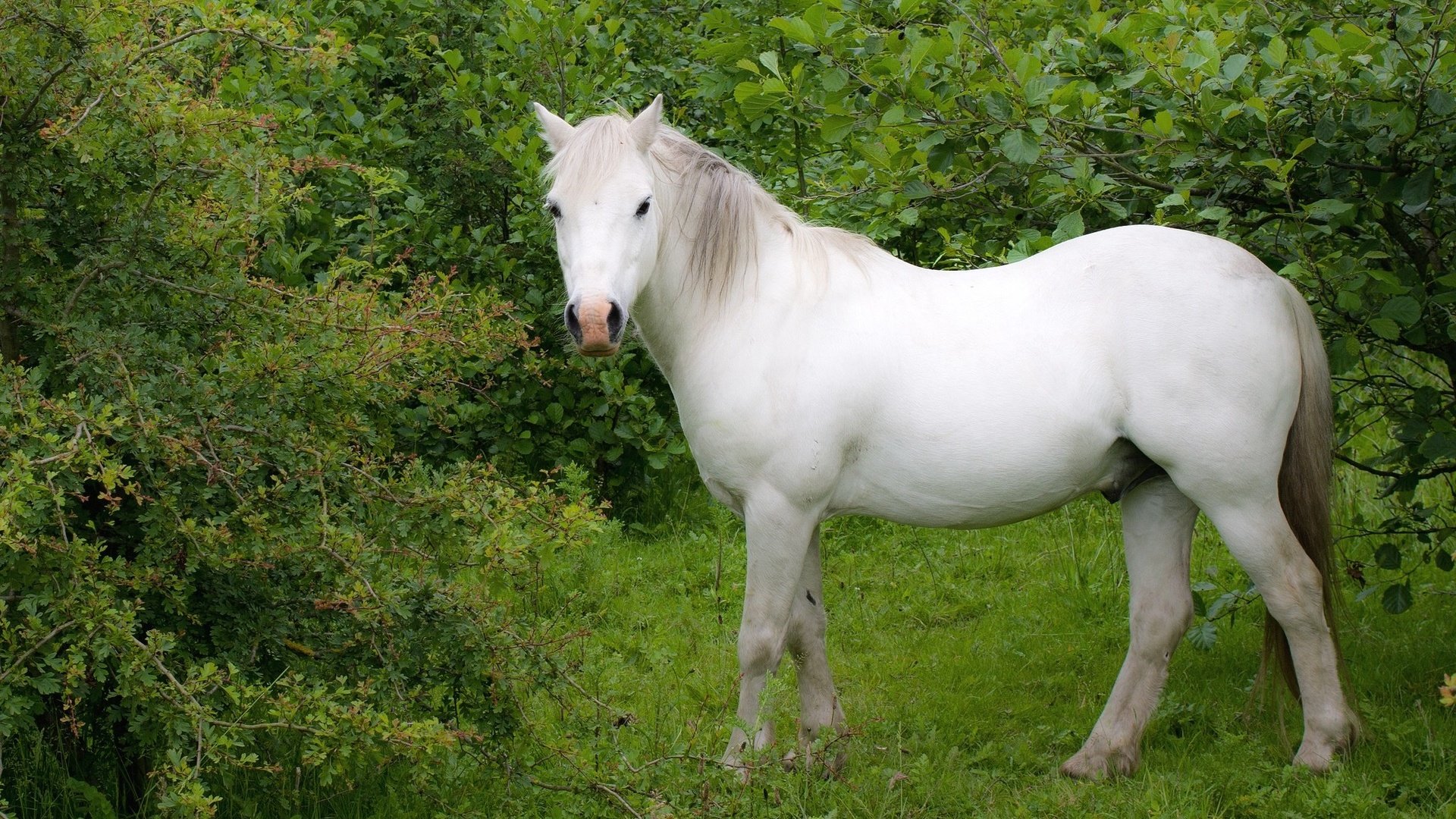 Обои лошадь, трава, деревья, белый, конь, horse, grass, trees, white разрешение 2048x1354 Загрузить