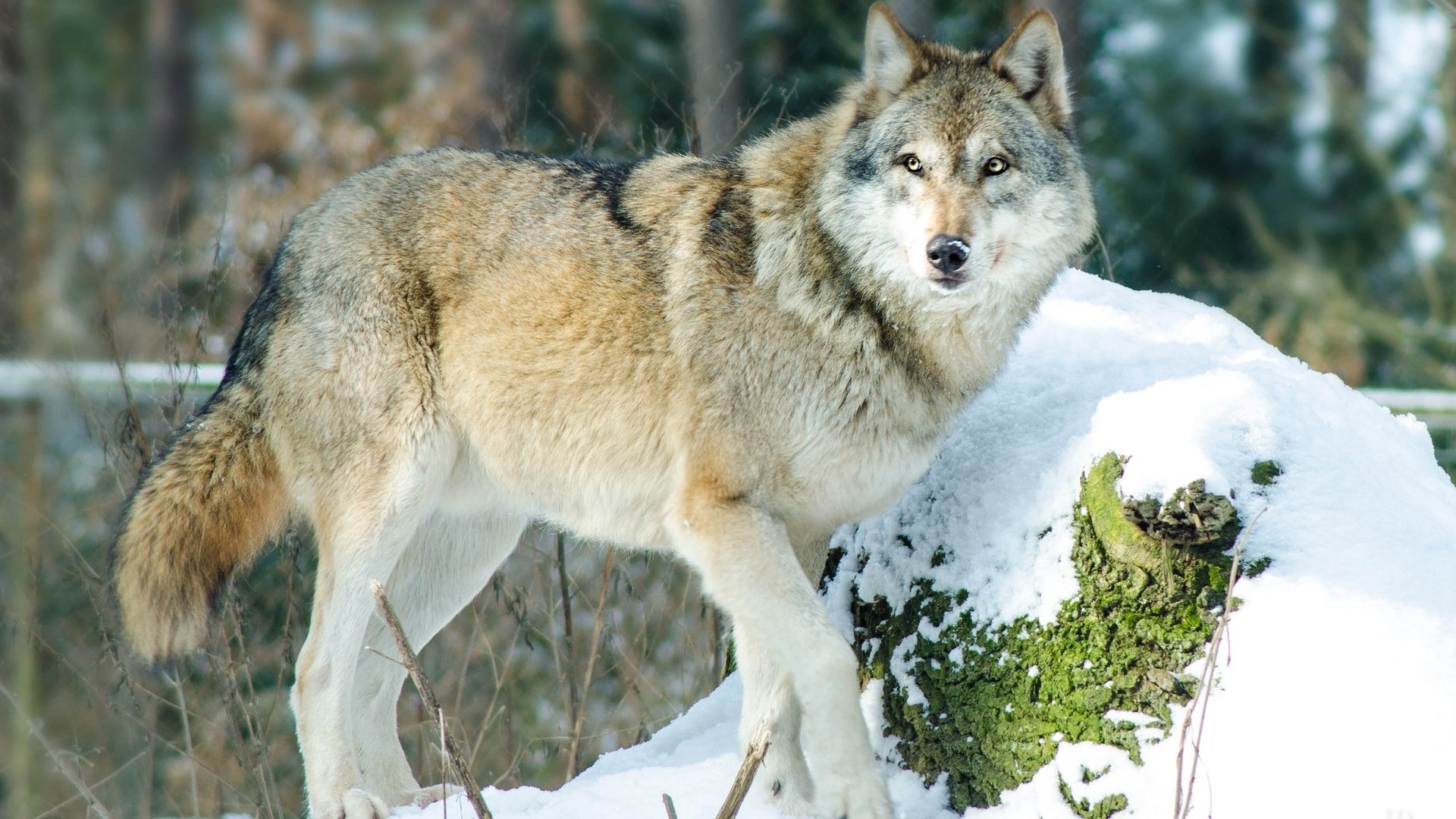 Обои снег, лес, зима, хищник, волк, snow, forest, winter, predator, wolf разрешение 2048x1369 Загрузить