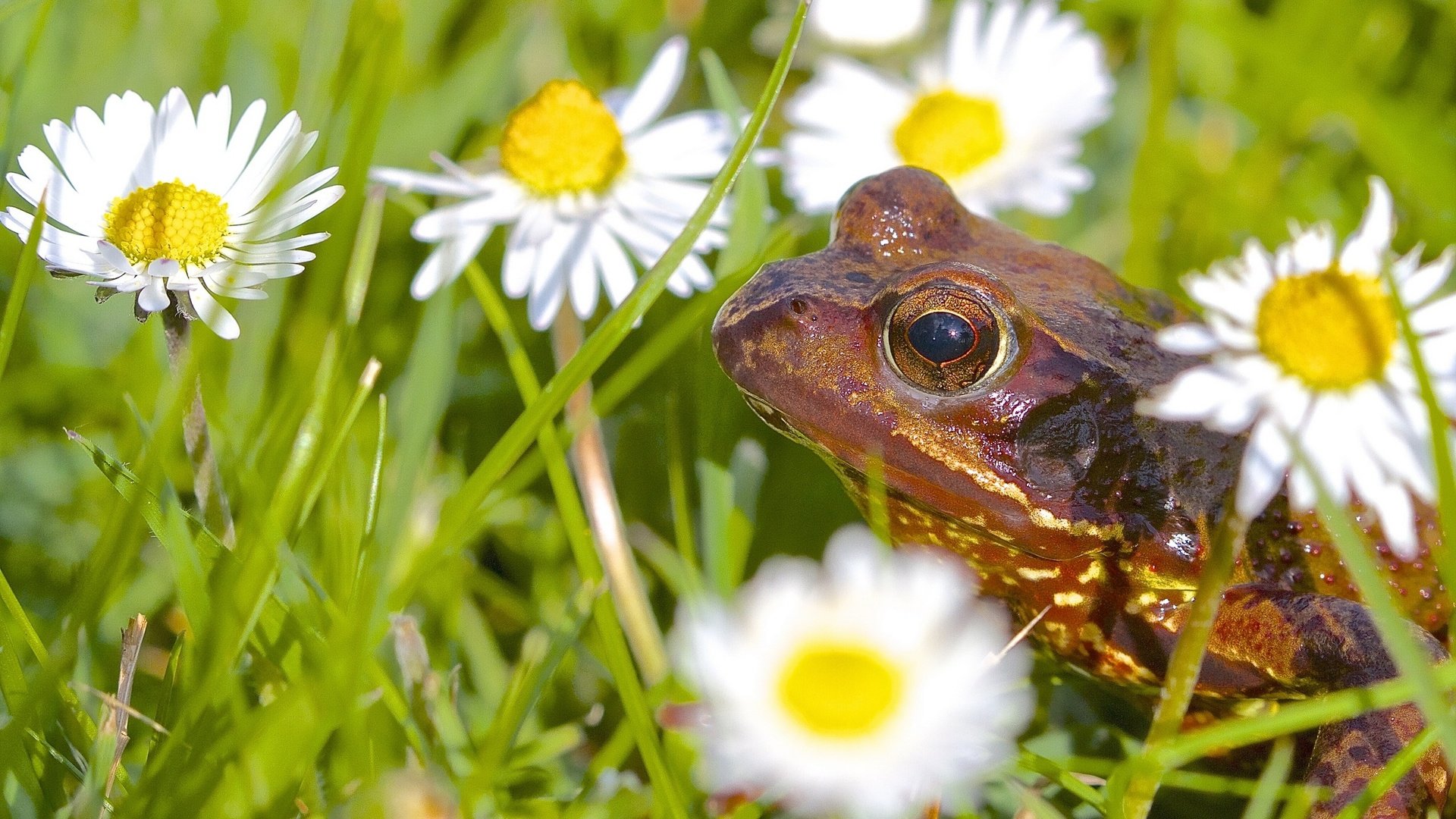 Обои цветы, животные, лягушка, ромашки, flowers, animals, frog, chamomile разрешение 2677x1600 Загрузить