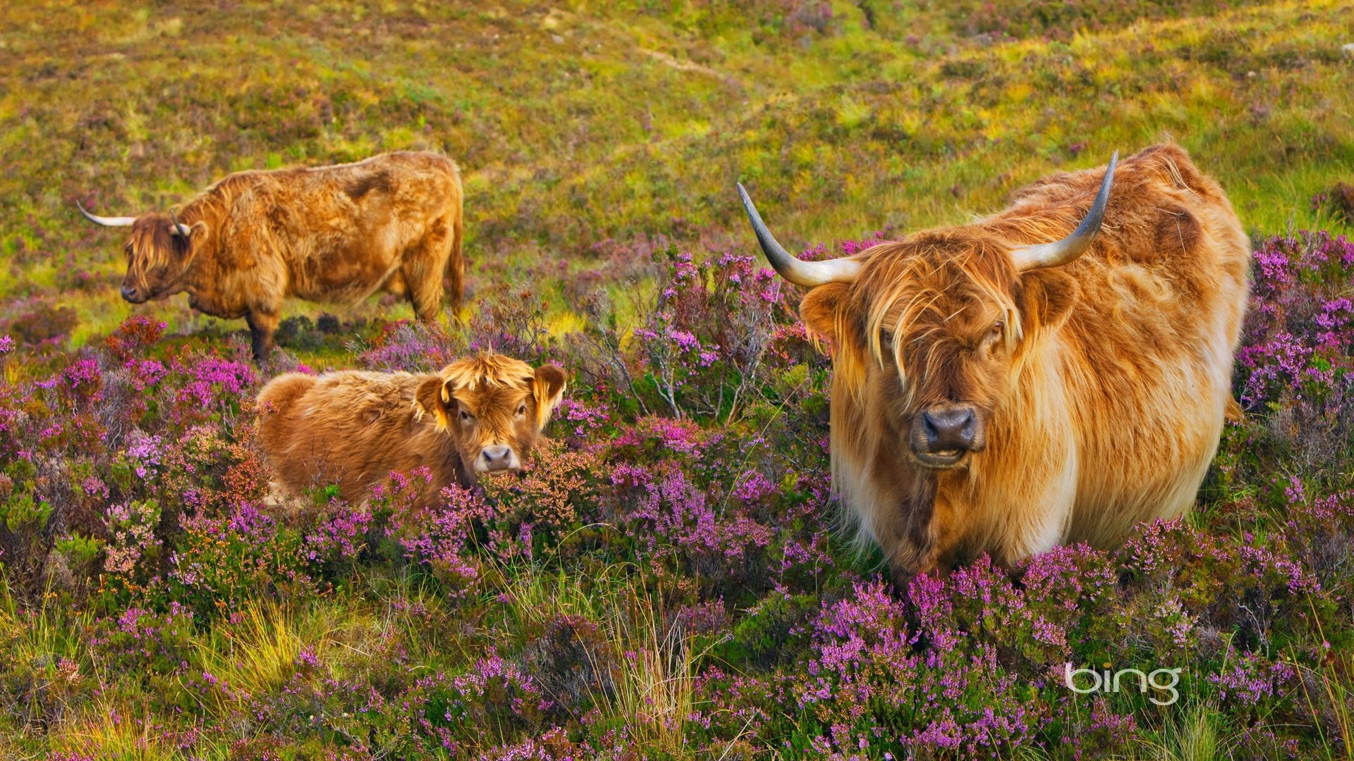 Обои корова, телёнок, вереск, лохматые шотландские коровы, cow, calf, heather, shaggy scottish cows разрешение 1920x1200 Загрузить