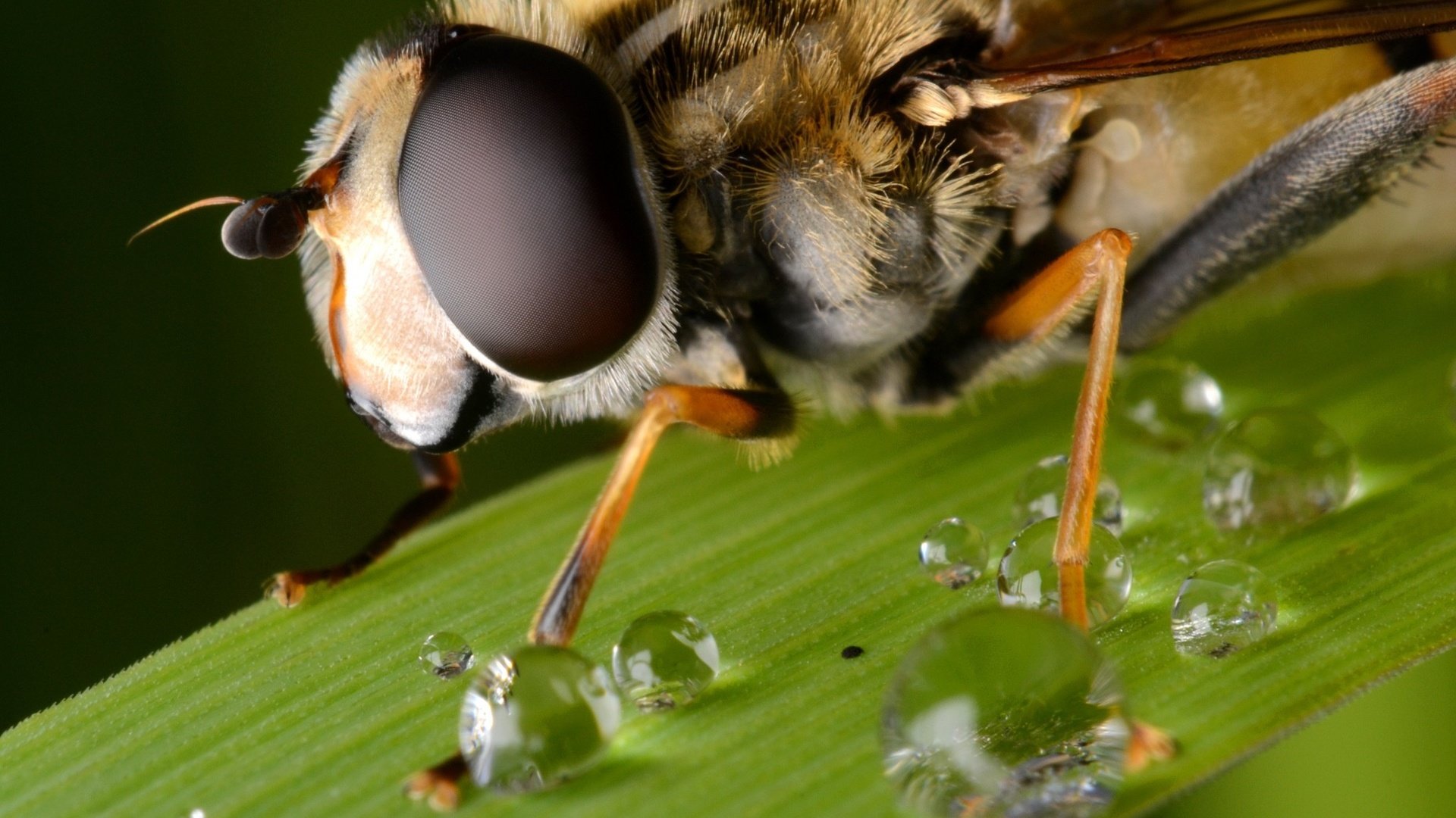 Обои глаза, макро, капли, лист, насекомые, пчела, крупным планом, eyes, macro, drops, sheet, insects, bee, closeup разрешение 2048x1365 Загрузить