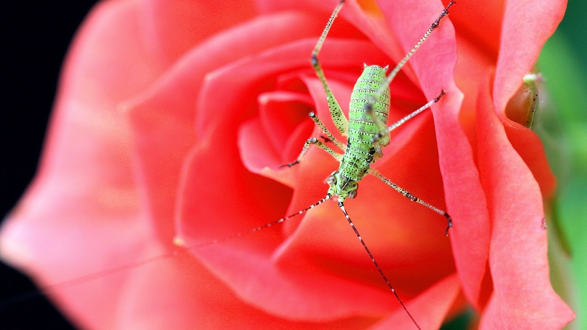 Обои жук, макро, насекомое, цветок, роза, beetle, macro, insect, flower, rose разрешение 2100x1400 Загрузить