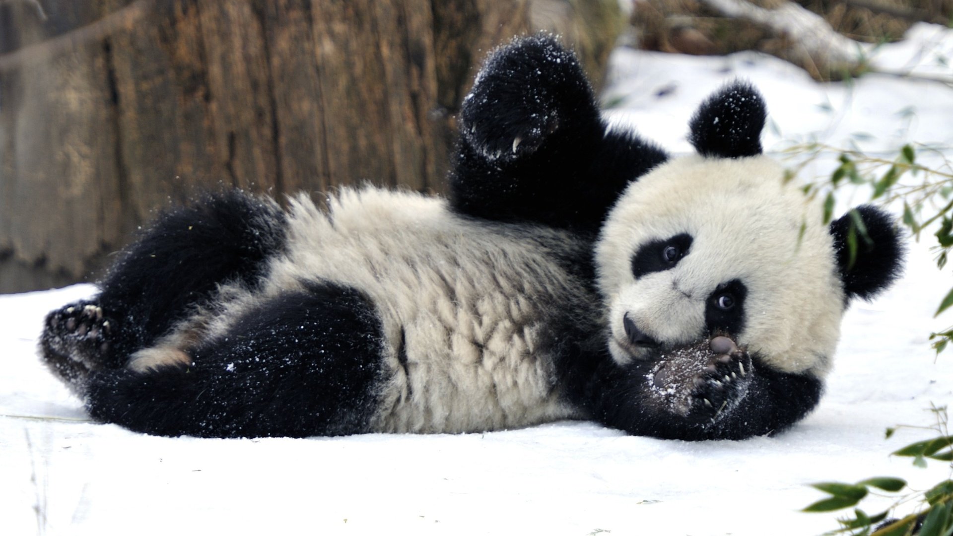 Обои снег, зима, панда, бамбуковый медведь, snow, winter, panda, bamboo bear разрешение 2600x1730 Загрузить