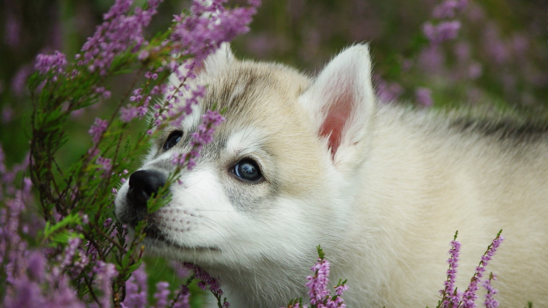 Обои цветы, собака, щенок, хаски, хаски морда, haski, flowers, dog, puppy, husky, husky muzzle разрешение 2560x1600 Загрузить