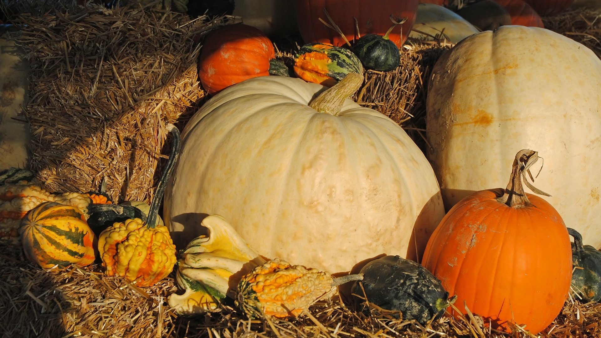 Обои урожай, овощи, солома, тыквы, тыква, harvest, vegetables, straw, pumpkin разрешение 2250x1506 Загрузить