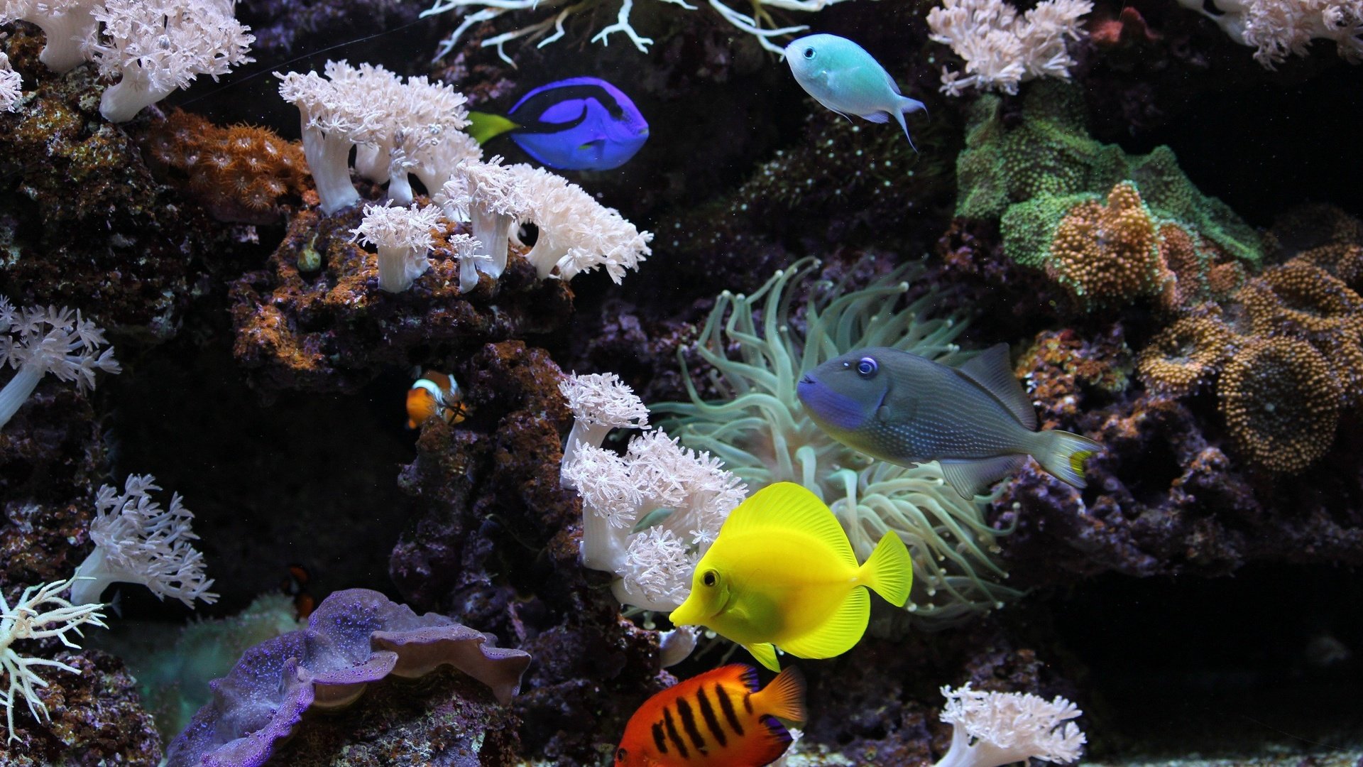 Обои рыбки, рыбы, красочные, аквариум, кораллы, яркие, подводный мир, аквариумные рыбки, fish, colorful, aquarium, corals, bright, underwater world, aquarium fish разрешение 2560x1650 Загрузить