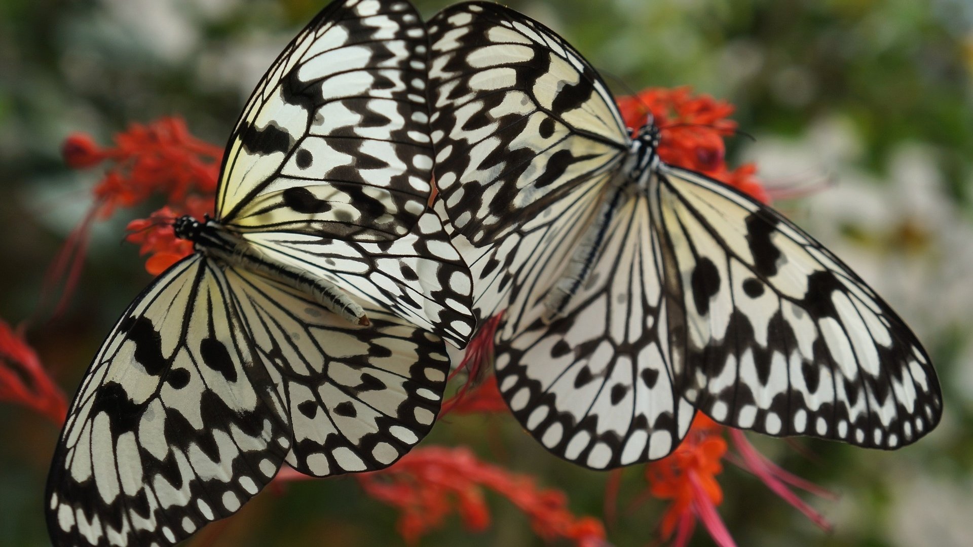 Обои цветок, крылья, насекомые, бабочки, две, flower, wings, insects, butterfly, two разрешение 2048x1384 Загрузить