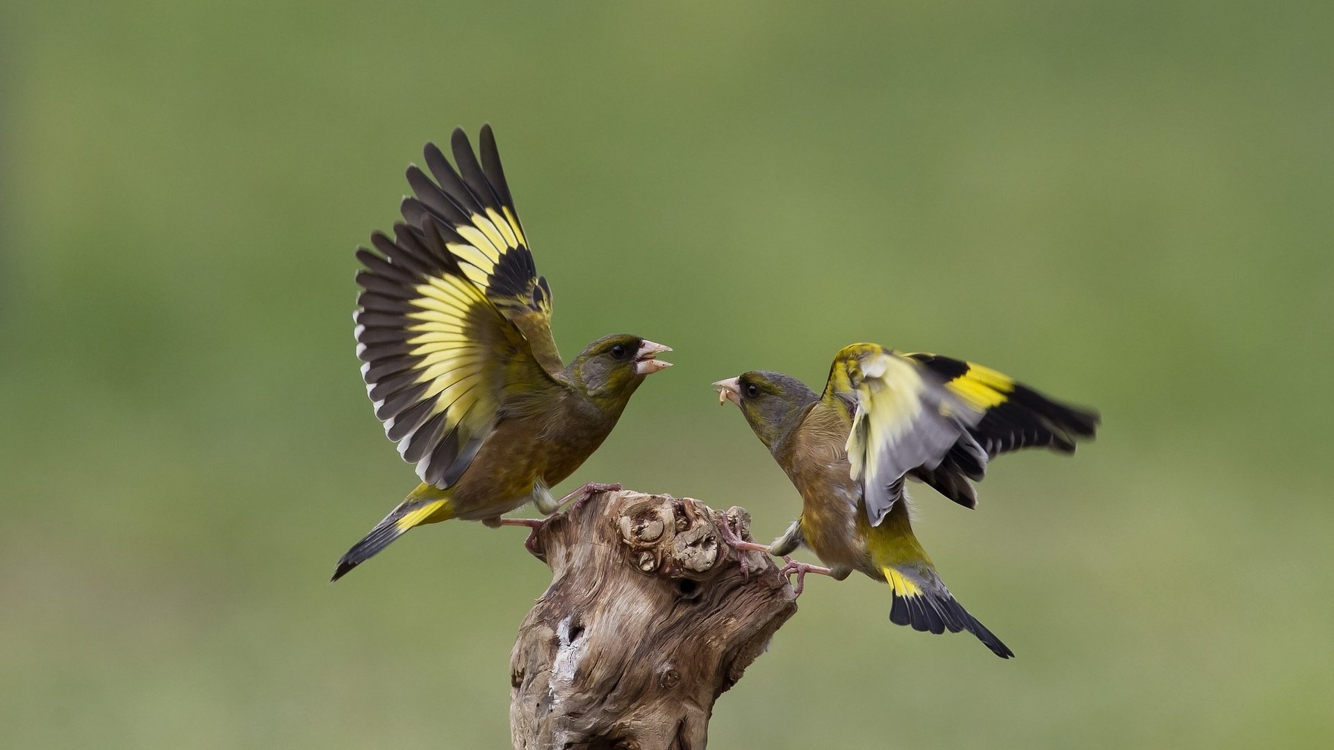 Обои природа, птицы, щегол, щеглы, ссора, nature, birds, goldfinch, goldfinches, fight разрешение 2048x1342 Загрузить