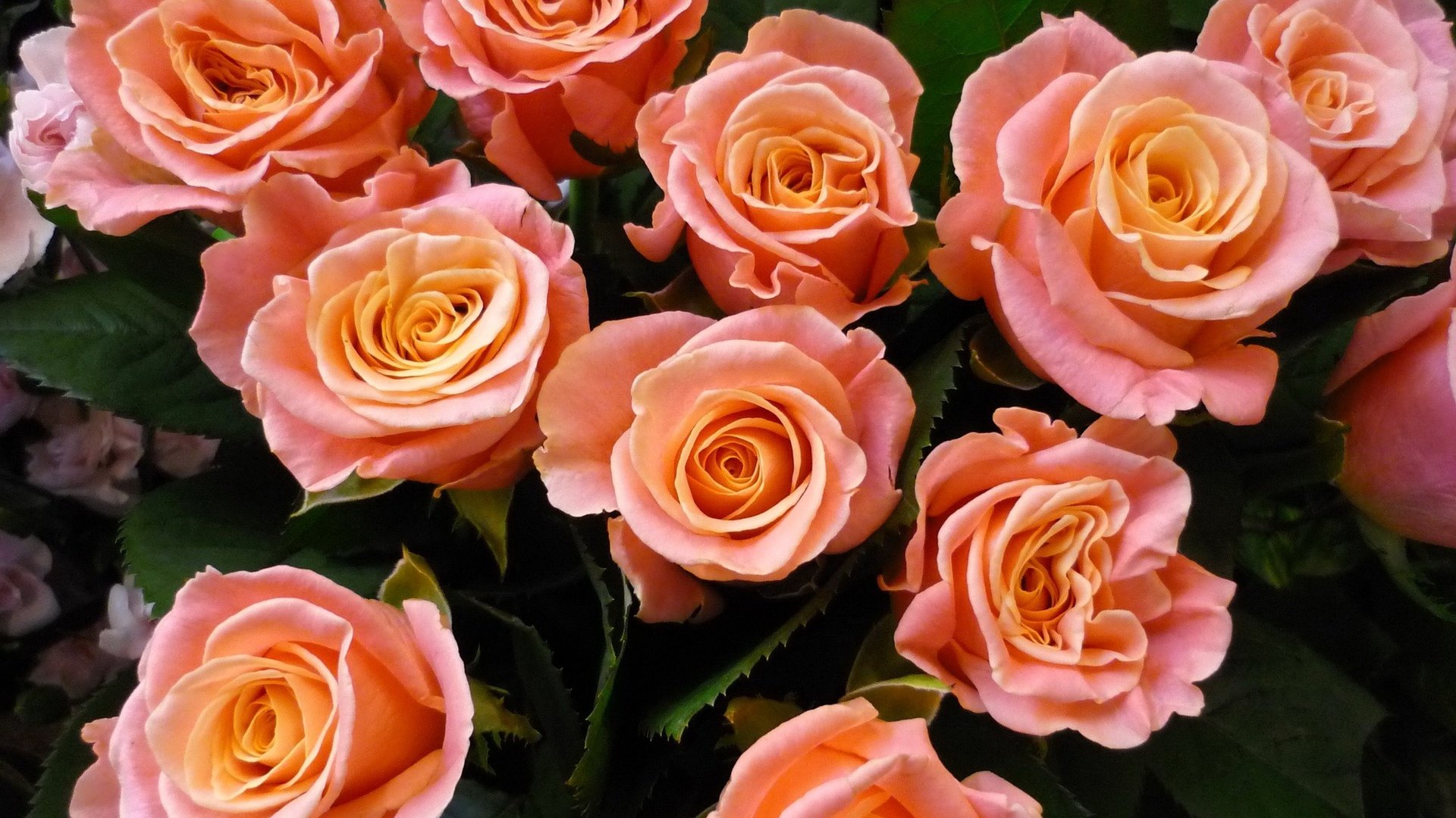Обои цветы, розы, букет, розовые, flowers, roses, bouquet, pink разрешение 2048x1536 Загрузить