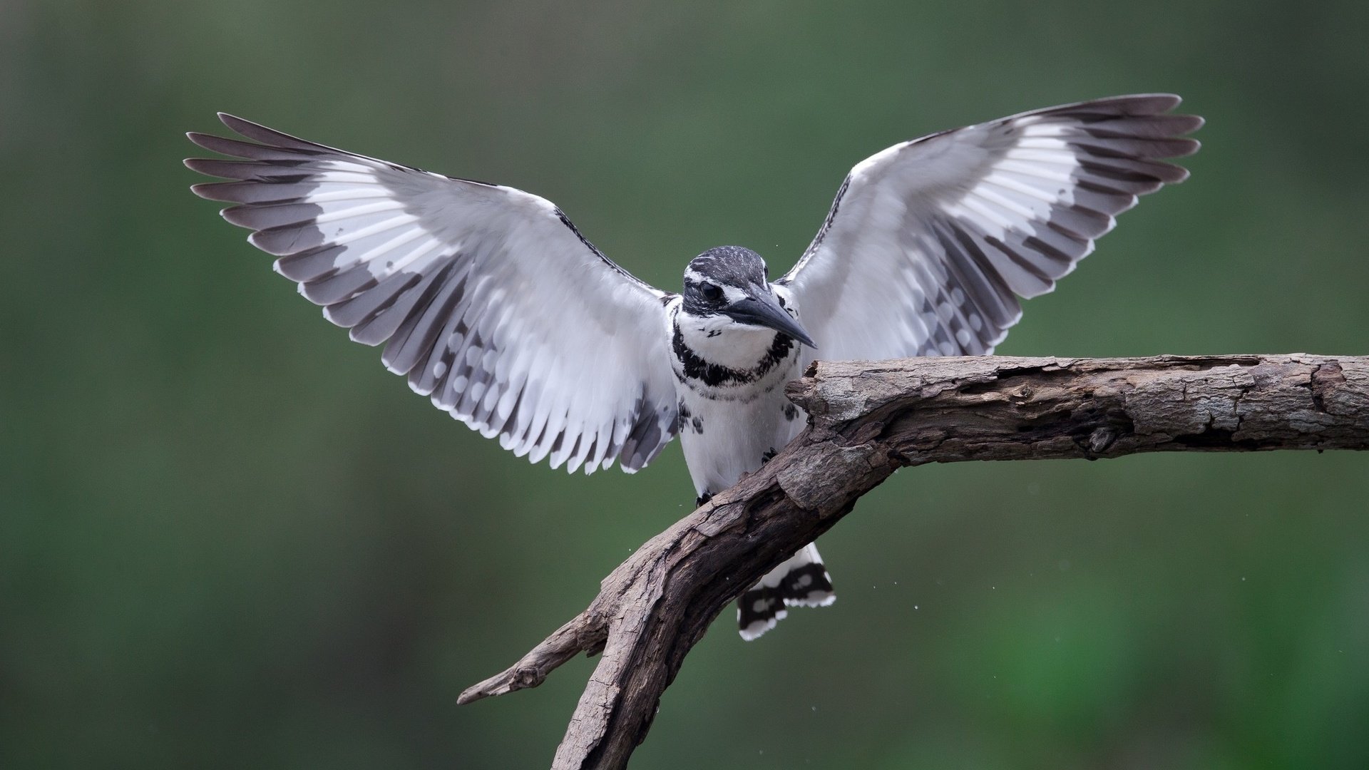 Обои ветка, крылья, птицы, зимородок, branch, wings, birds, kingfisher разрешение 2048x1362 Загрузить