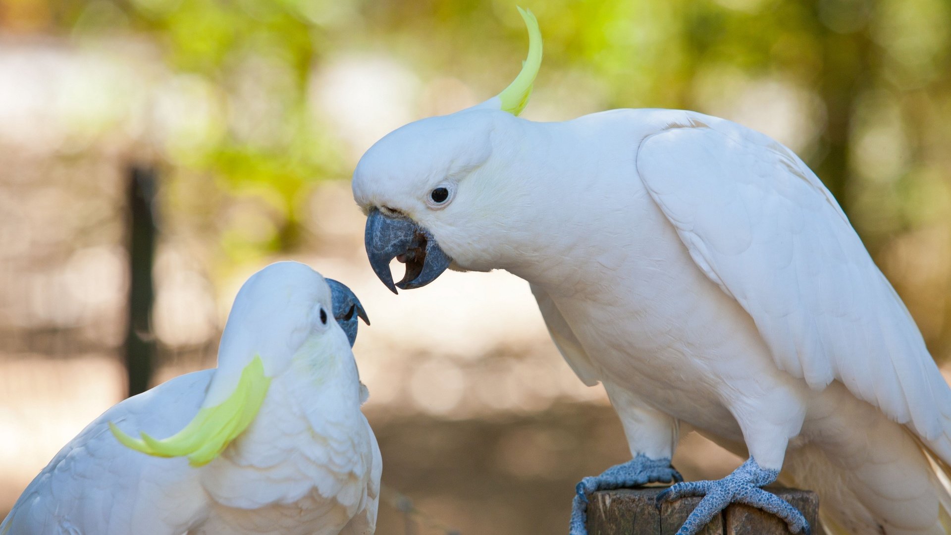 Обои птицы, попугаи, какаду, birds, parrots, cockatoo разрешение 3000x2000 Загрузить