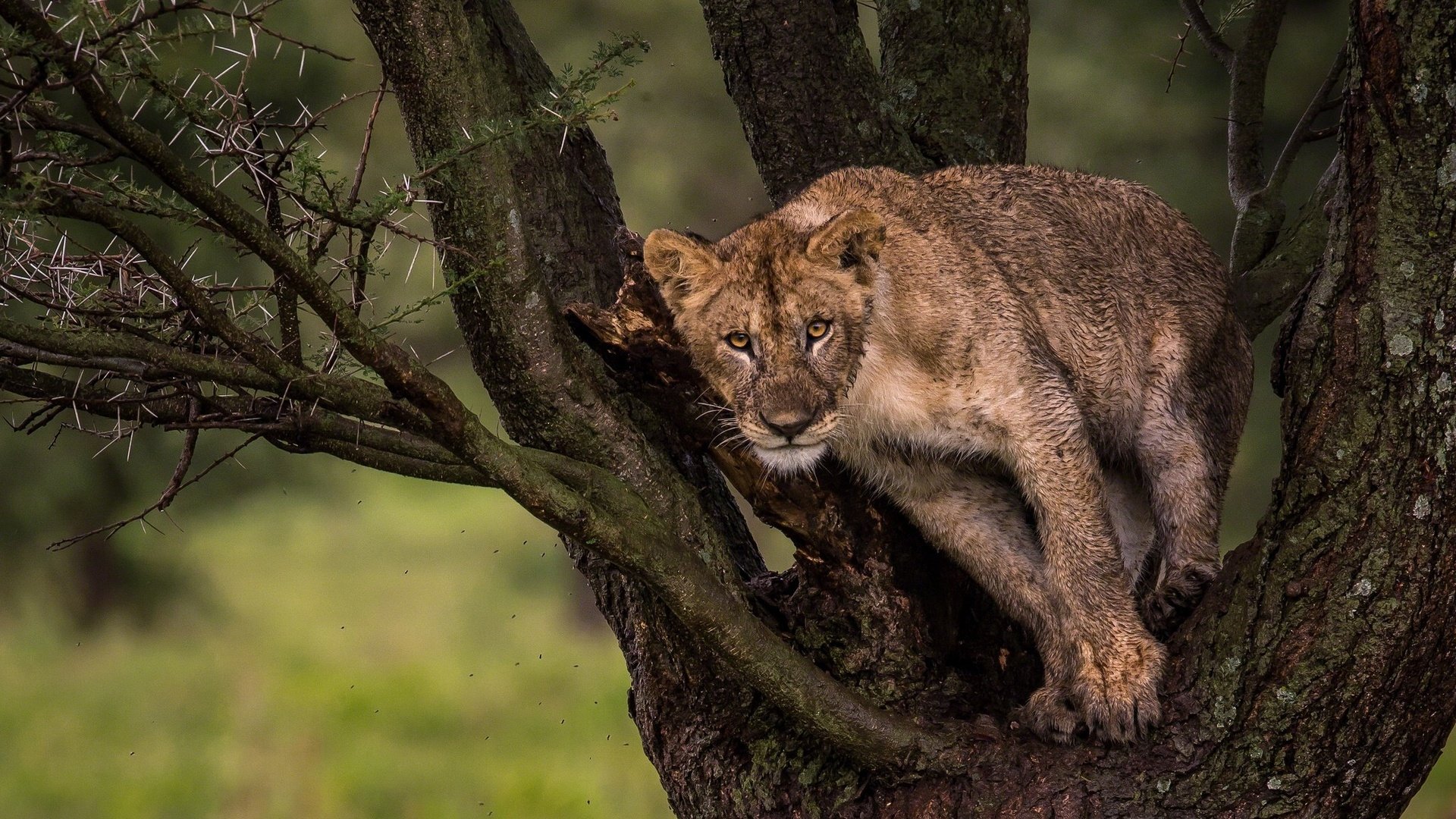 Обои природа, дерево, взгляд, лев, львёнок, nature, tree, look, leo, lion разрешение 2048x1280 Загрузить