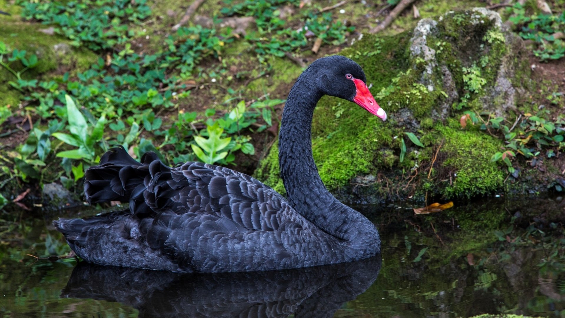 Обои вода, природа, черный, птицы, лебедь, water, nature, black, birds, swan разрешение 1960x1151 Загрузить