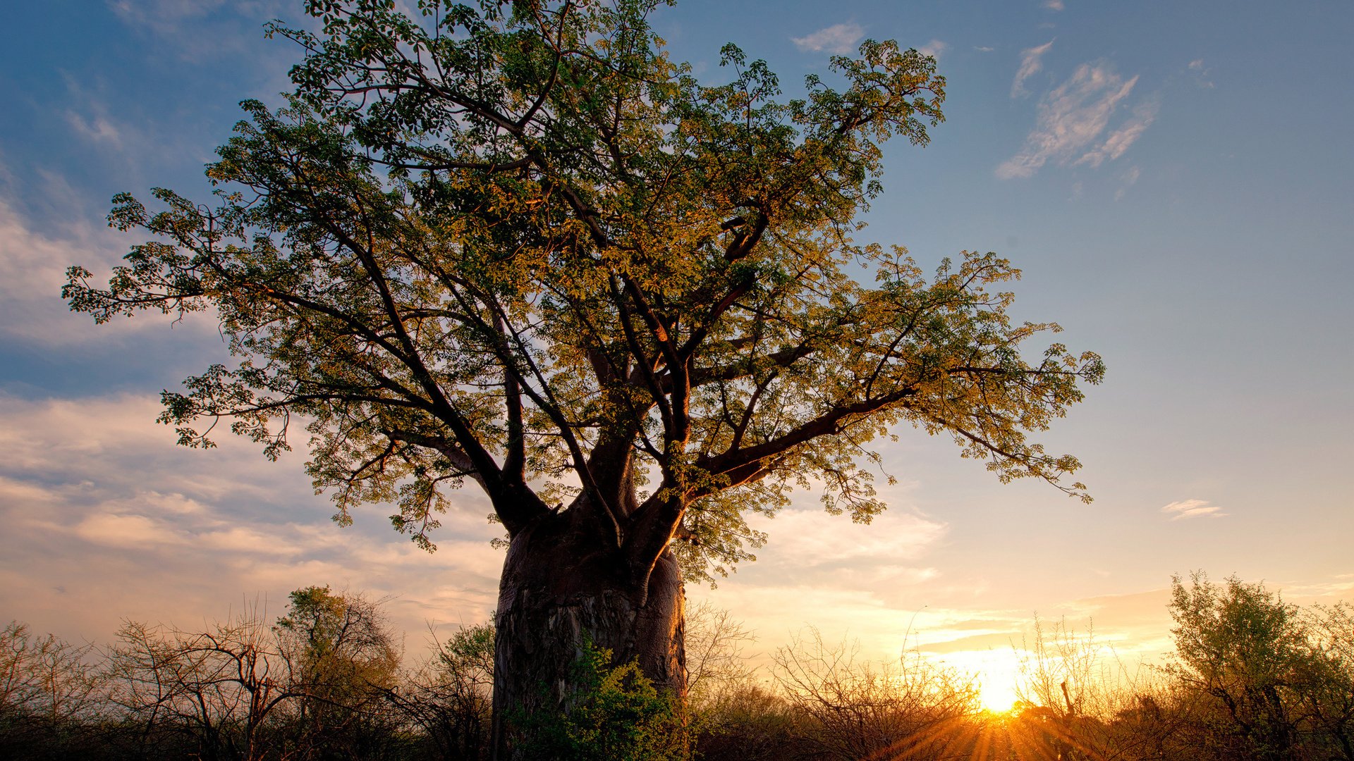 Обои солнце, дерево, африка, баобаб, зимбабве, the sun, tree, africa, baobab, zimbabwe разрешение 2048x1654 Загрузить