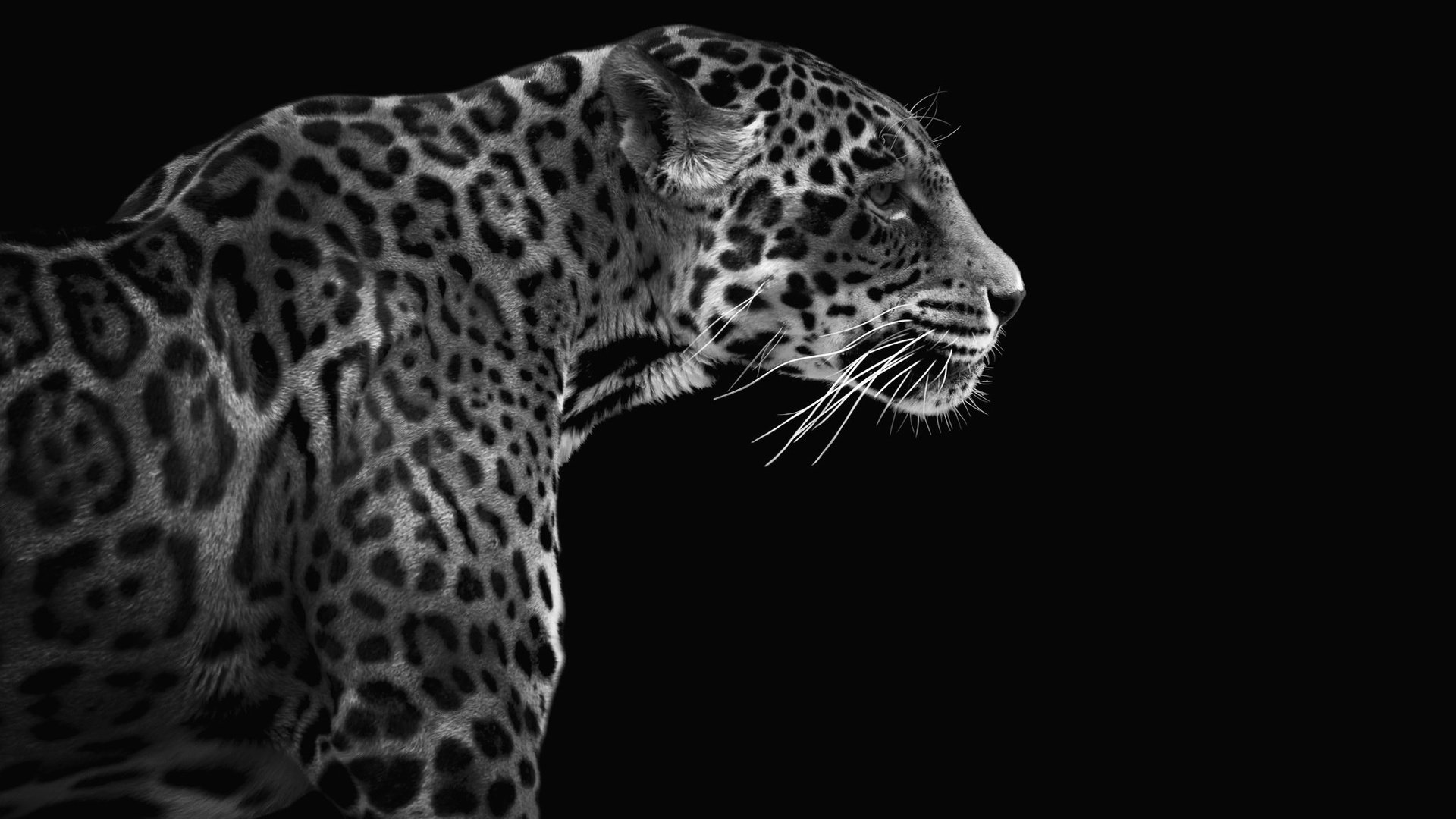 Обои фон, леопард, хищник, профиль, background, leopard, predator, profile разрешение 2048x1367 Загрузить