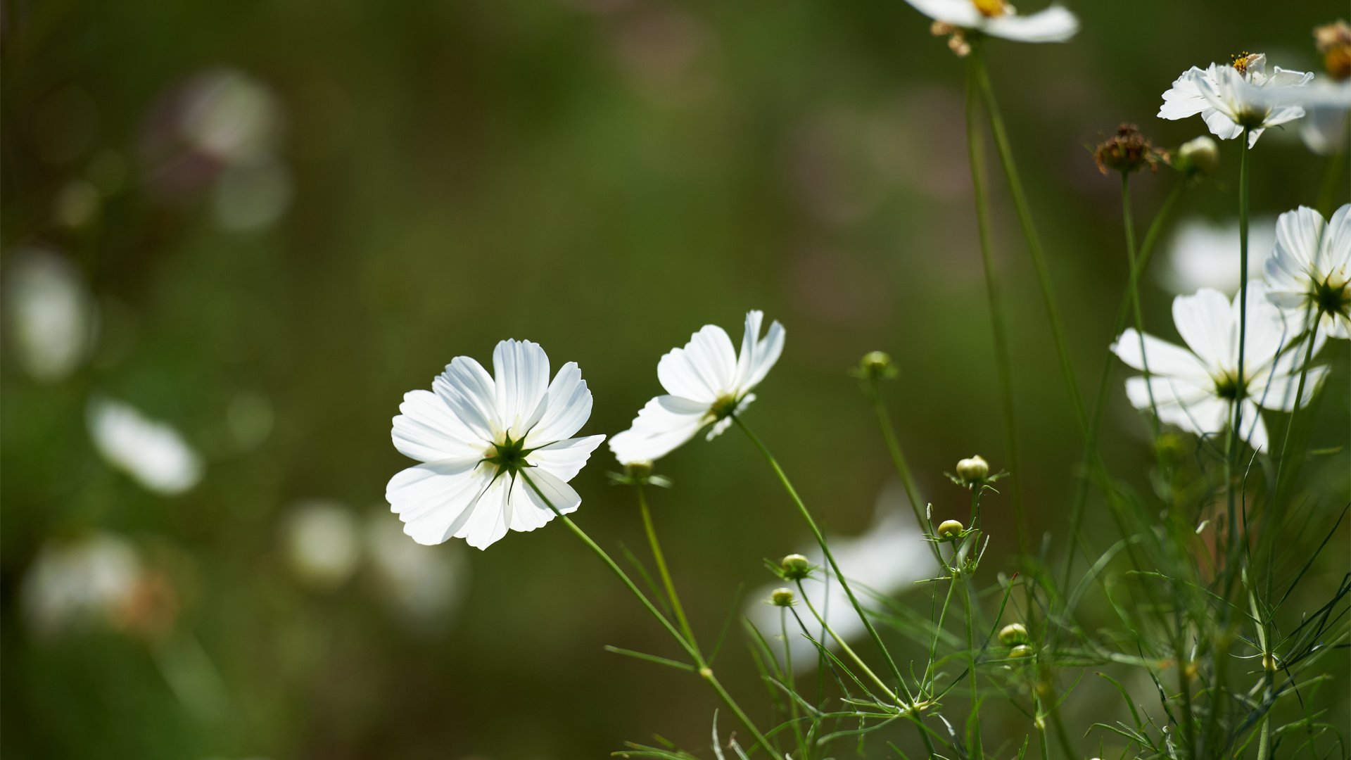 Обои цветы, зелень, поле, белая, космея, flowers, greens, field, white, kosmeya разрешение 1920x1200 Загрузить