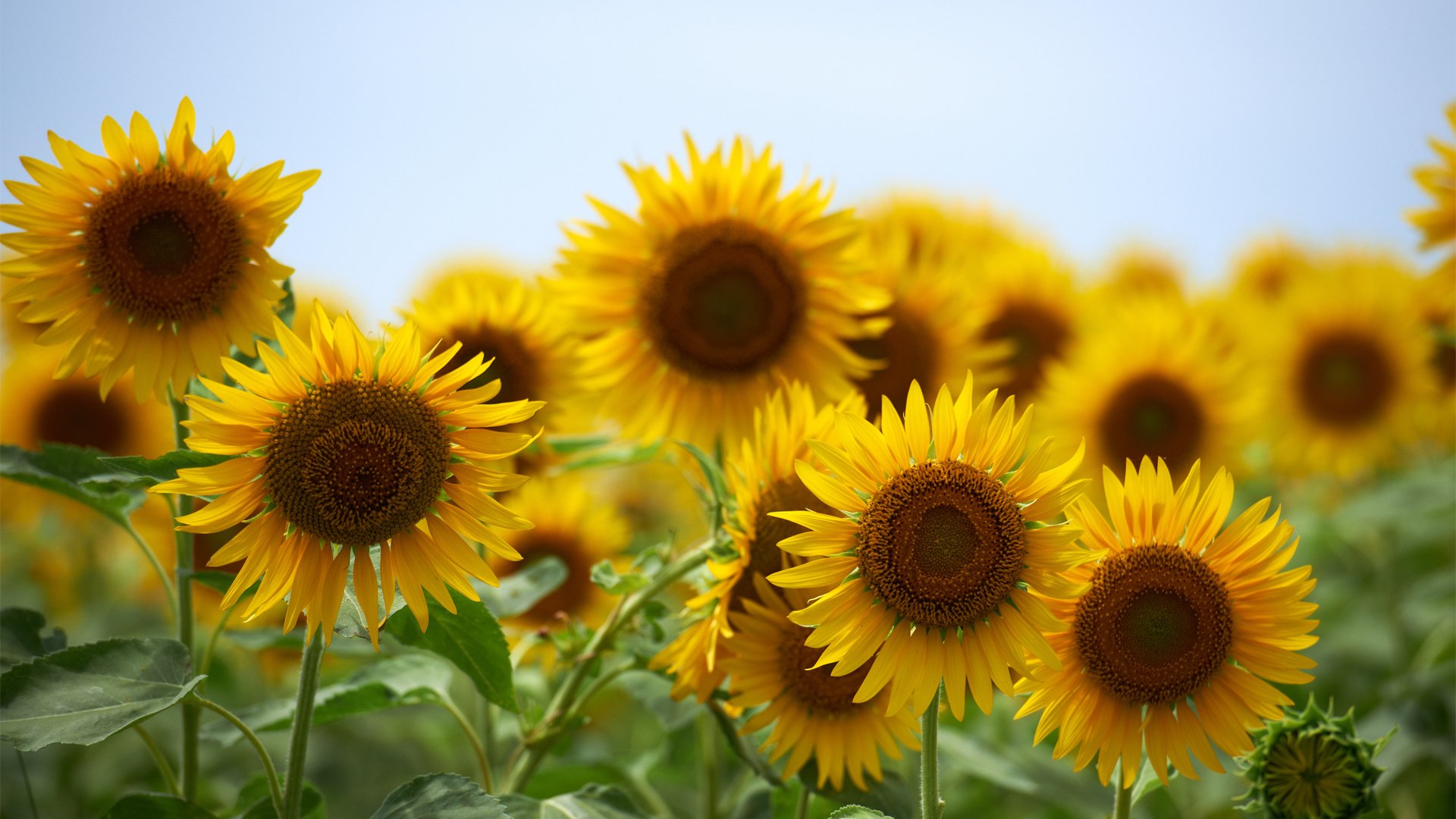 Обои небо, цветы, лето, подсолнухи, желтые, the sky, flowers, summer, sunflowers, yellow разрешение 1920x1200 Загрузить