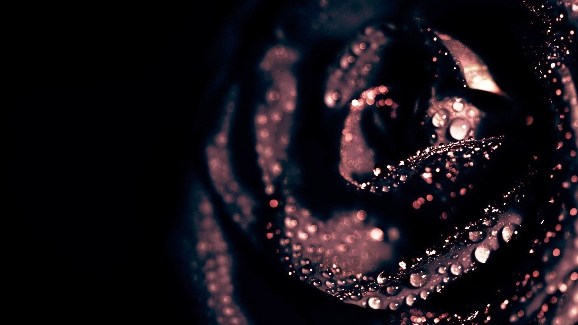 Обои капли, роза, черный, drops, rose, black разрешение 1920x1200 Загрузить