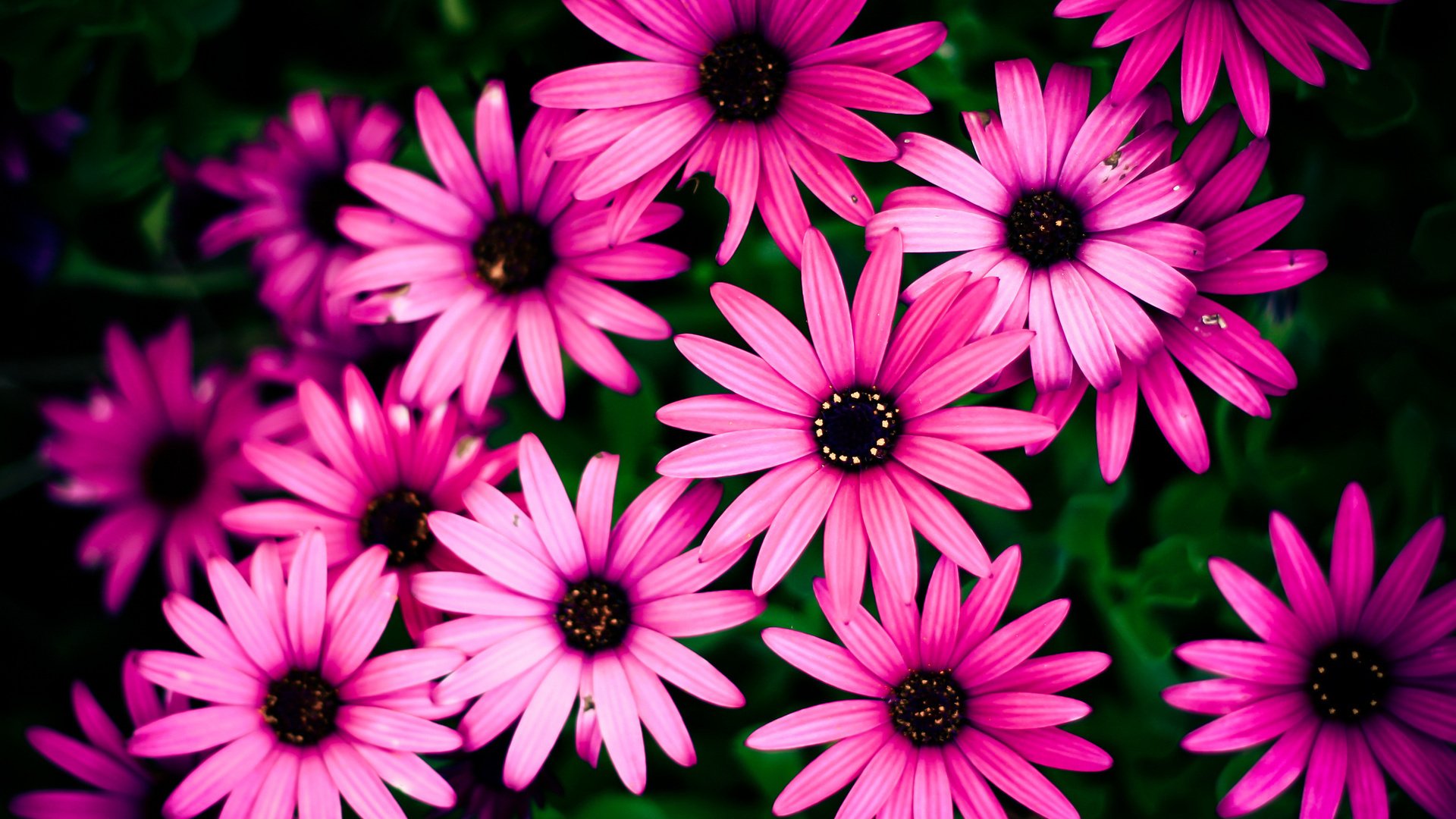 Обои цветы, фон, розовые, клумба, flowers, background, pink, flowerbed разрешение 1920x1200 Загрузить