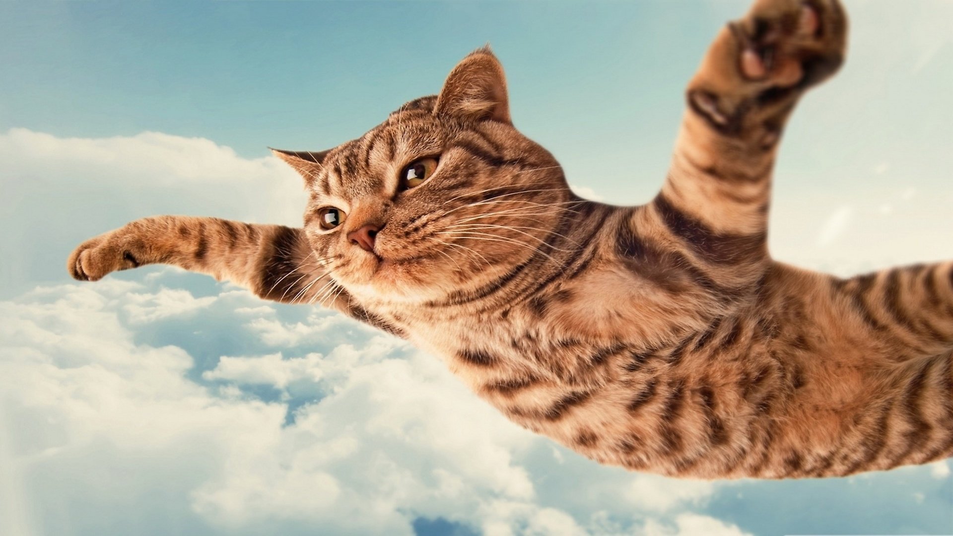 Летящий кот скачать