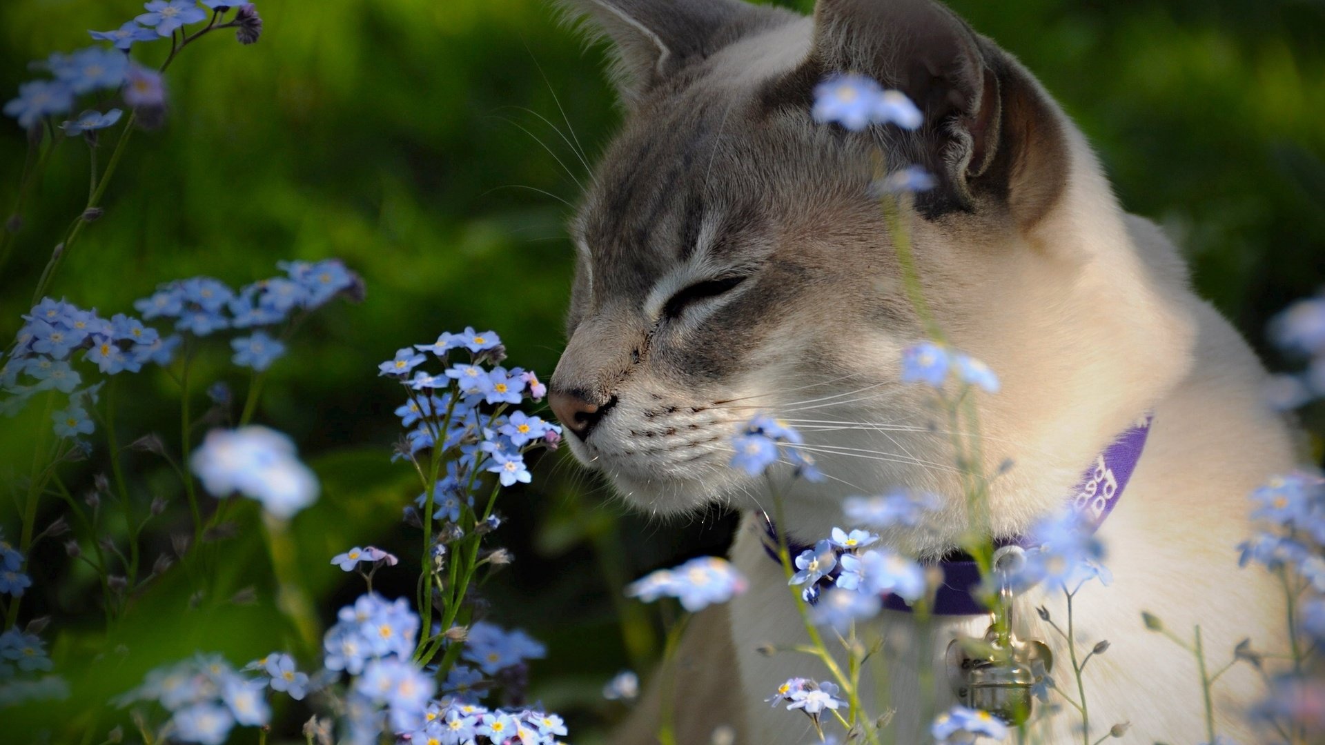 Обои цветы, незабудки, тонкинская кошка, тонкинез, flowers, forget-me-nots, the tonkinese, tonkinese разрешение 2048x1403 Загрузить