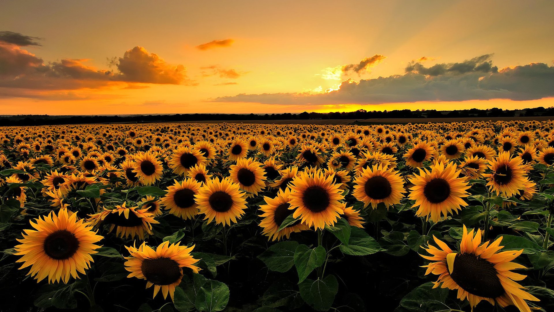 Обои закат, горизонт, подсолнух, sunset, horizon, sunflower разрешение 1920x1200 Загрузить