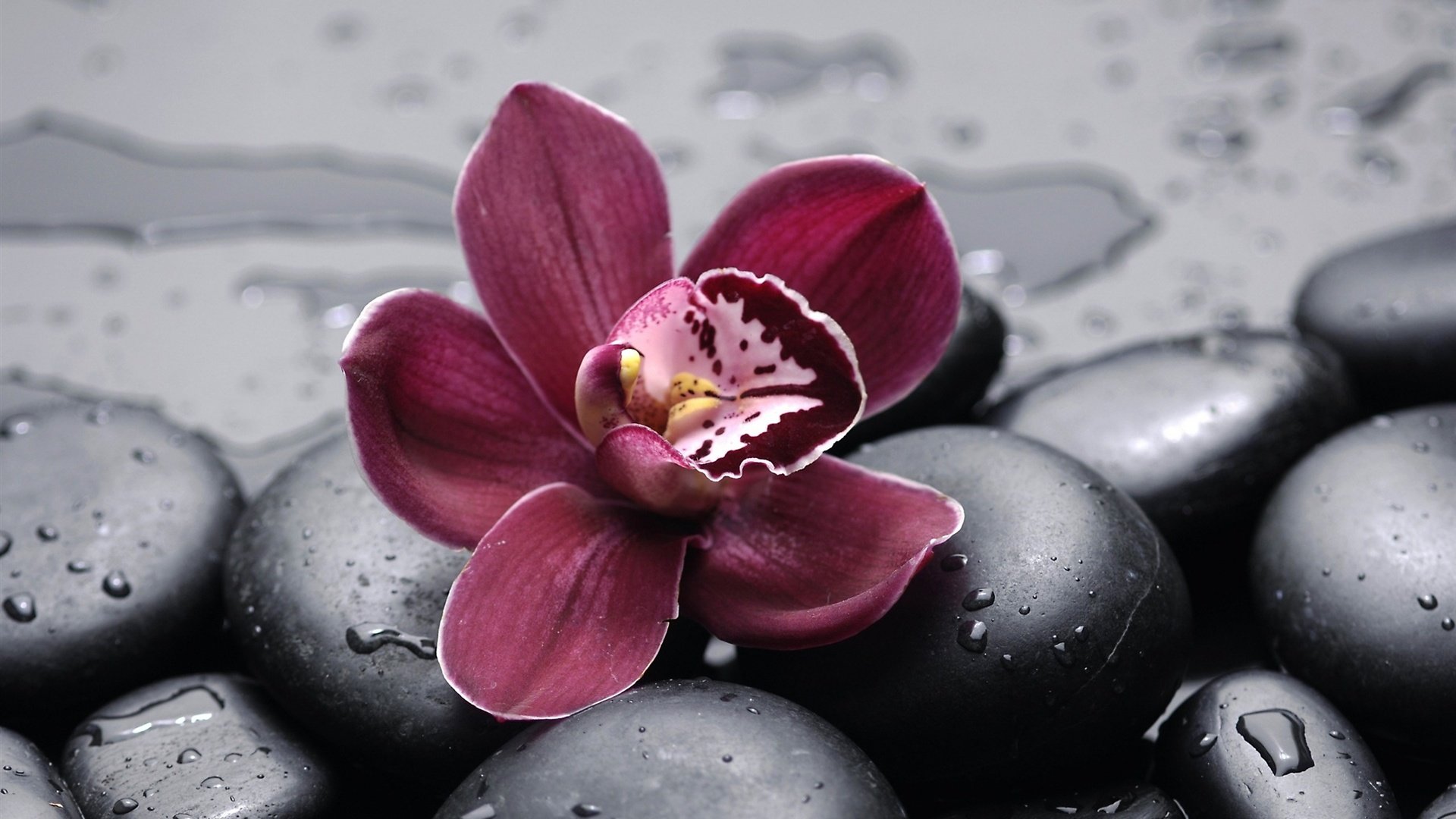 Обои камни, галька, цветок, капли, лепестки, дождь, орхидея, орхидея на черных камнях, stones, pebbles, flower, drops, petals, rain, orchid, orchid on black stones разрешение 2560x1440 Загрузить