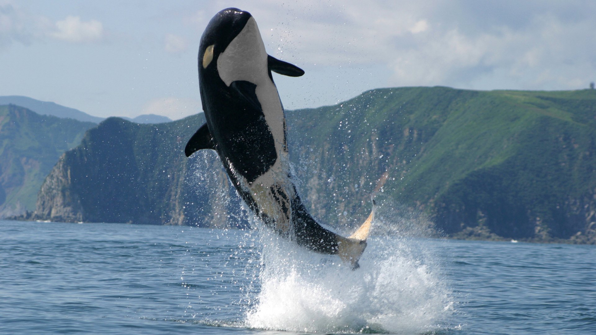 Обои фон, море, животные, касатка, background, sea, animals, whale разрешение 2560x1600 Загрузить