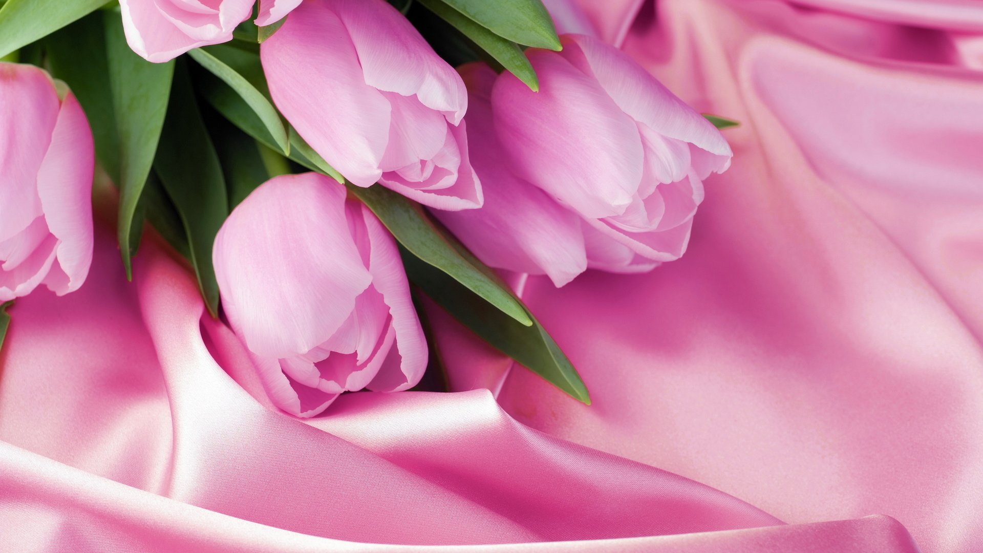 Обои розовый, тюльпаны, 8 марта, шелк, pink, tulips, march 8, silk разрешение 2880x1800 Загрузить