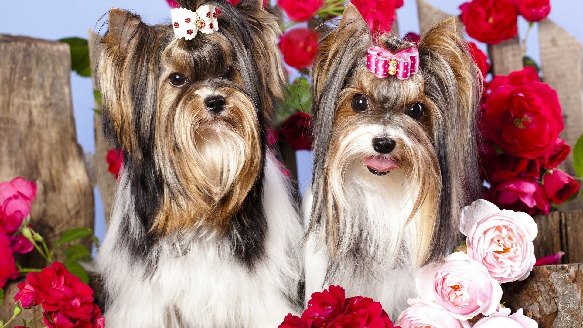 Обои цветы, макро, фото, розы, позитив, собачки, йоркширский терьер, flowers, macro, photo, roses, positive, dogs, yorkshire terrier разрешение 2560x1600 Загрузить