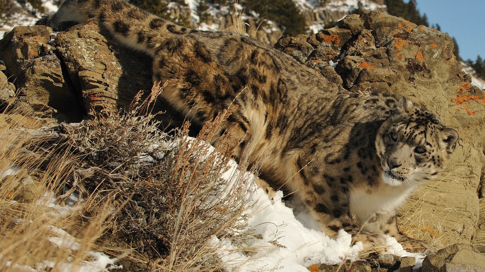 Обои снег, камни, кошка, снежный барс, ирбис, snow, stones, cat, snow leopard, irbis разрешение 1920x1200 Загрузить