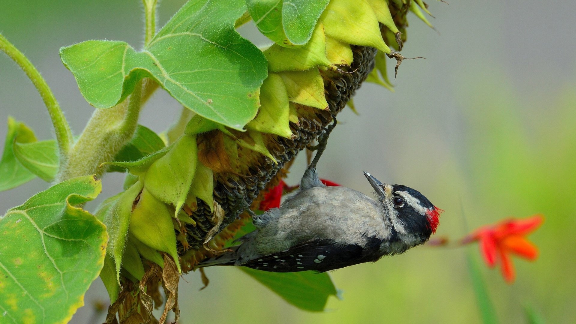 Обои макро, подсолнух, птица, семечки, дятел, macro, sunflower, bird, seeds, woodpecker разрешение 2560x1600 Загрузить