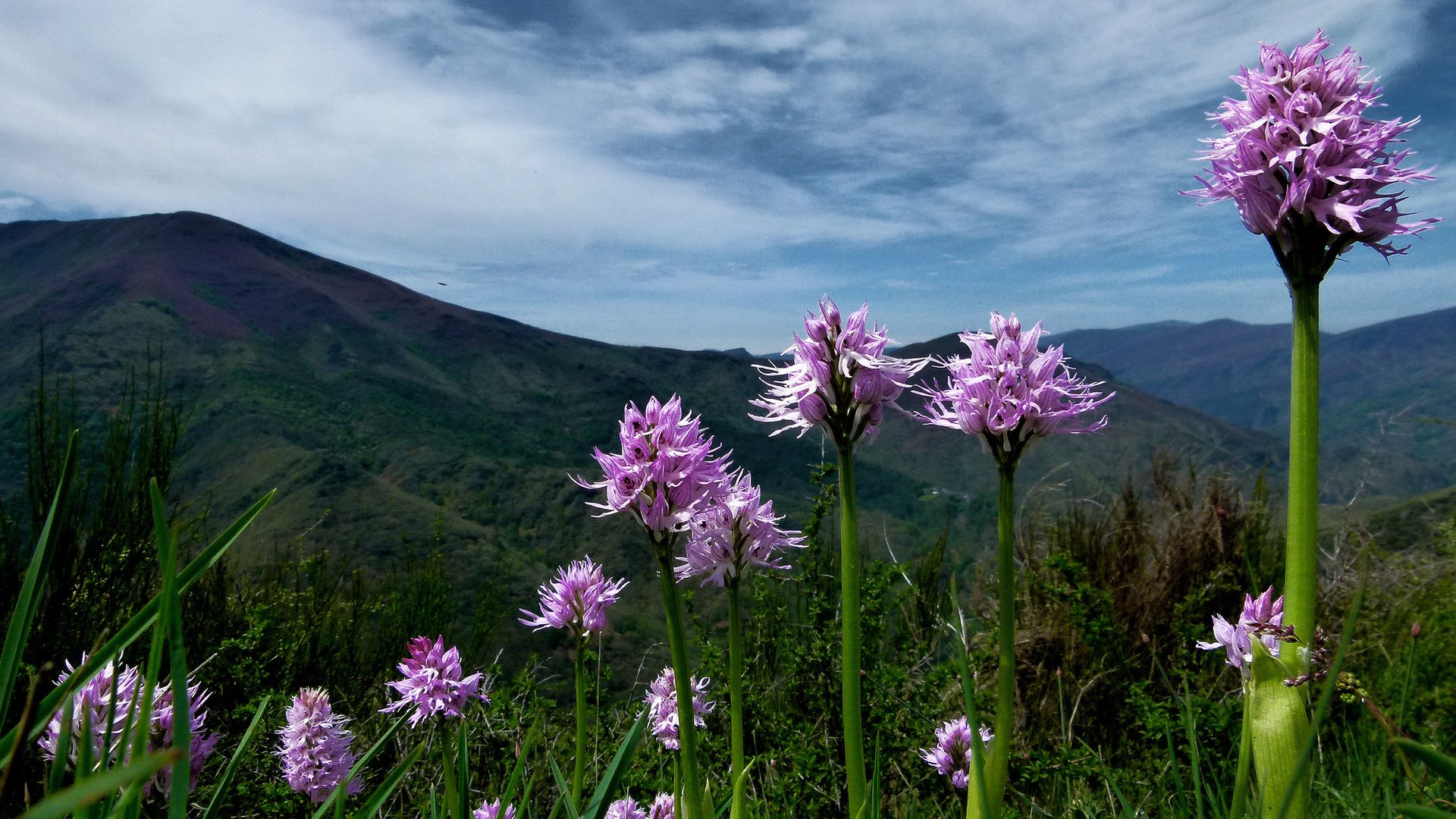 Обои цветы, горы, растения, розовые, flowers, mountains, plants, pink разрешение 2048x1536 Загрузить