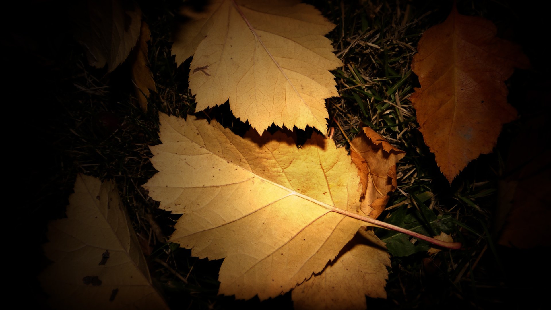 Обои трава, ночь, листья, осень, фонарик, grass, night, leaves, autumn, flashlight разрешение 2560x1600 Загрузить