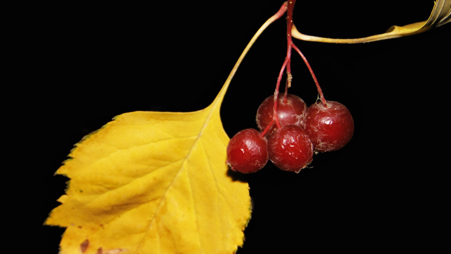 Обои ягоды, боярышник, желтый лист, berries, hawthorn, yellow leaf разрешение 2560x1600 Загрузить