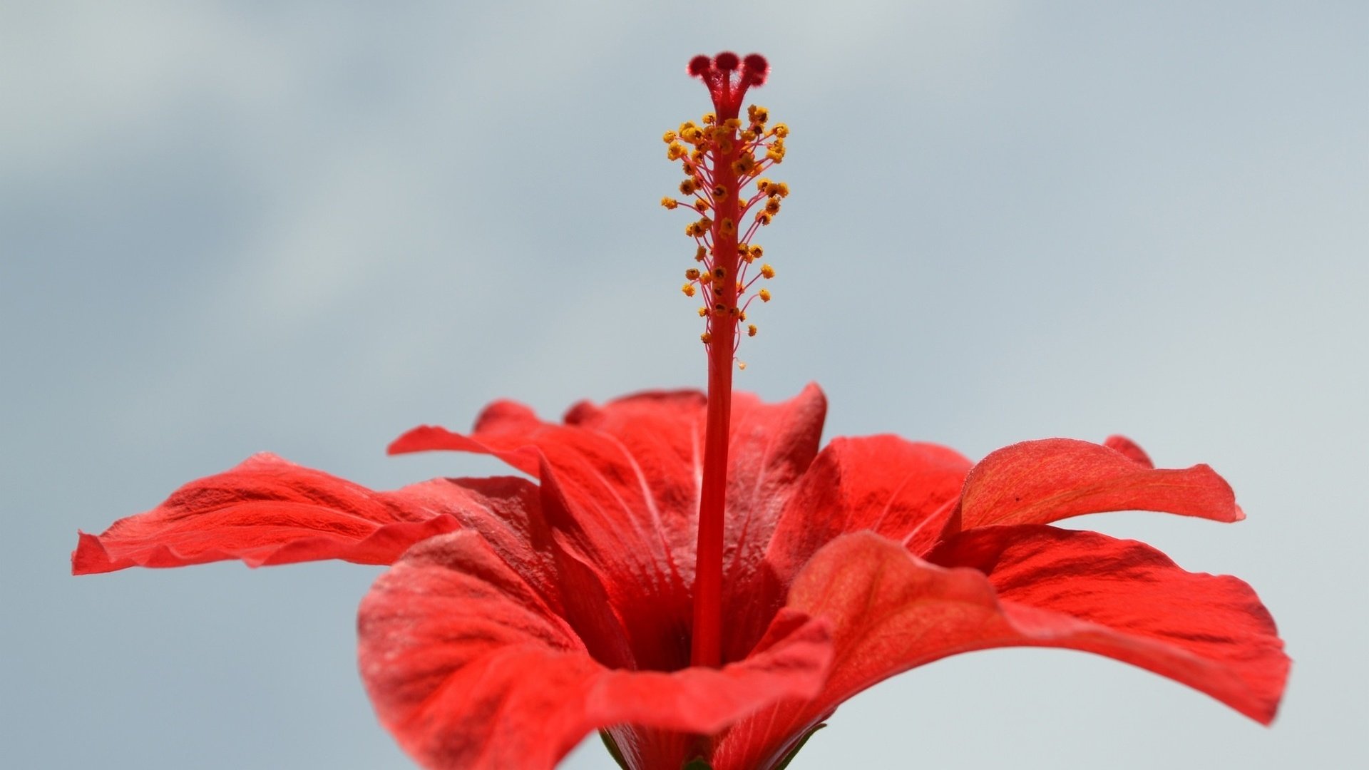 Обои макро, цветок, лепестки, красный, гибискус, macro, flower, petals, red, hibiscus разрешение 1920x1200 Загрузить