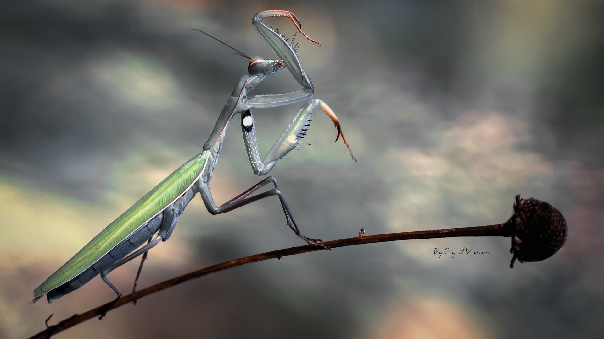 Обои насекомое, цветок, стебель, богомол, insect, flower, stem, mantis разрешение 2560x1600 Загрузить