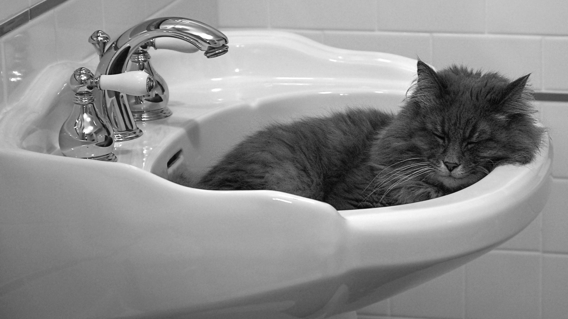 Обои кошка, спит, раковина, cat, sleeping, sink разрешение 1920x1200 Загрузить