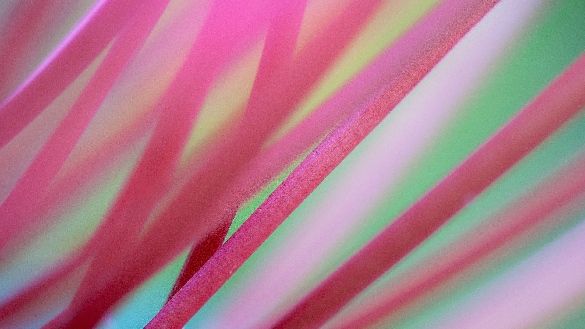 Обои фон, розовые, стебли, background, pink, stems разрешение 1920x1200 Загрузить