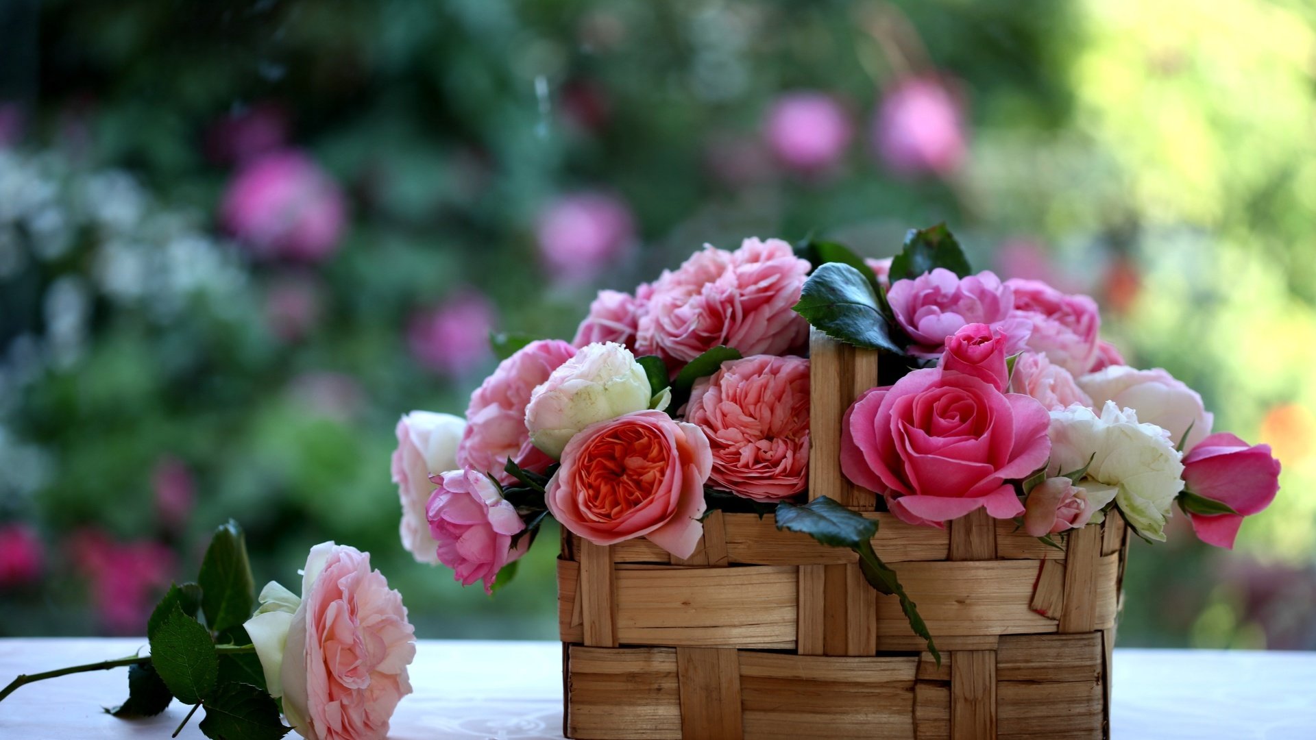 Обои розы, корзинка, лукошко, c elena di guardo, roses, basket разрешение 2560x1600 Загрузить