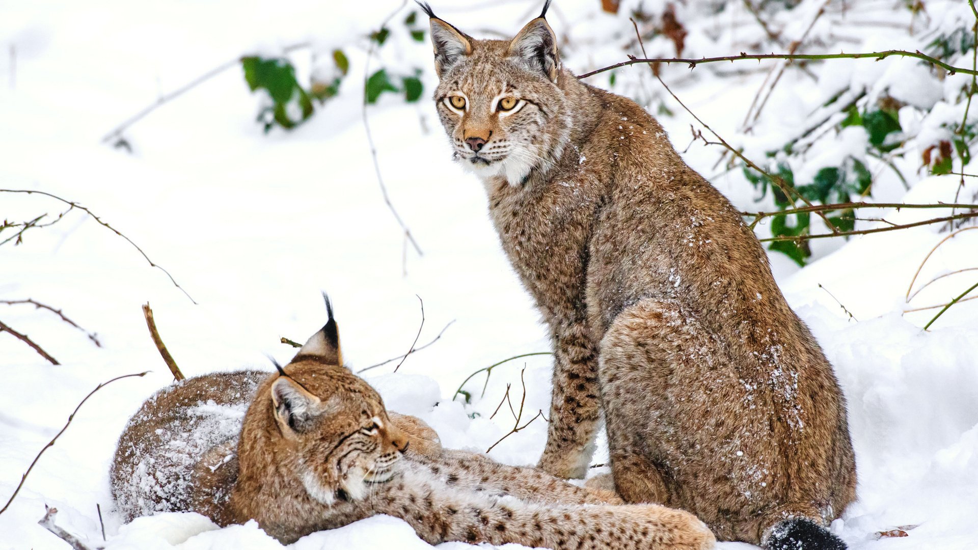 Обои снег, зима, рысь, парочка, snow, winter, lynx, a couple разрешение 1920x1200 Загрузить