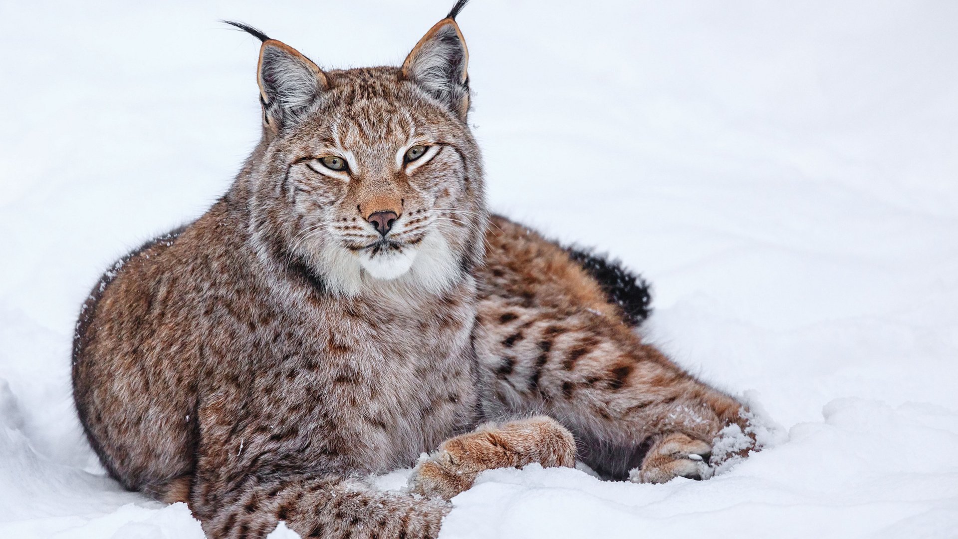 Обои снег, зима, рысь, кошка, snow, winter, lynx, cat разрешение 1920x1200 Загрузить
