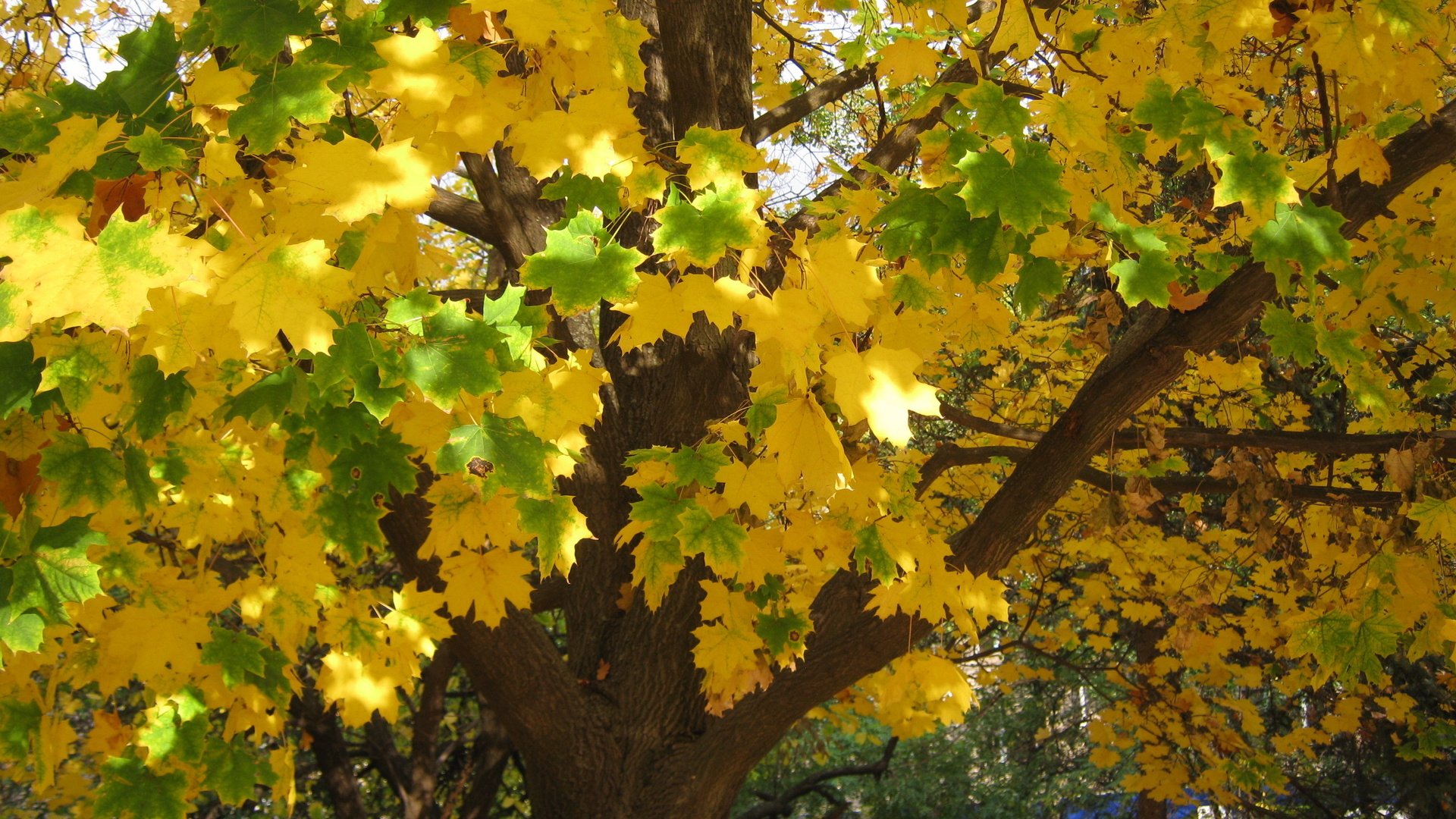 Обои деревья, листья, листва, осень, желтые, trees, leaves, foliage, autumn, yellow разрешение 2816x2112 Загрузить
