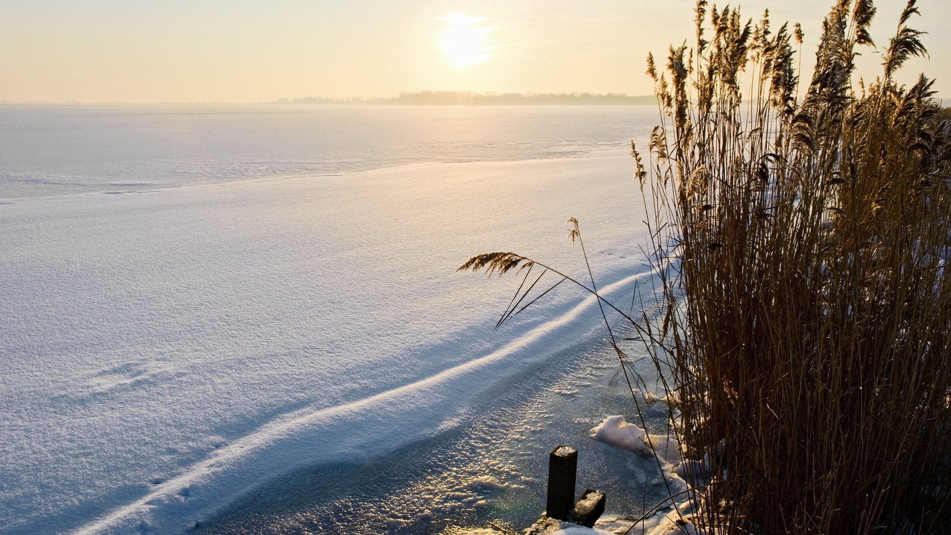 Обои снег, природа, зима, камыш, snow, nature, winter, reed разрешение 2560x1600 Загрузить