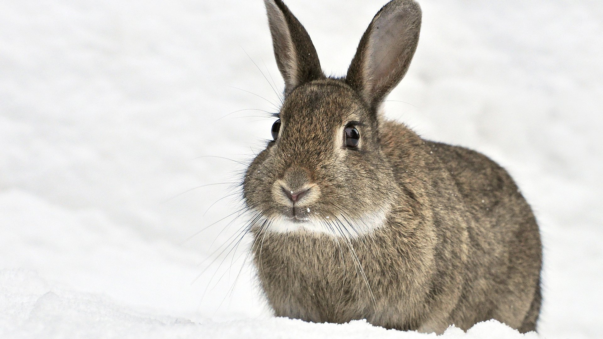 Обои снег, зима, мордочка, ушки, кролик, животное, заяц, snow, winter, muzzle, ears, rabbit, animal, hare разрешение 1920x1200 Загрузить